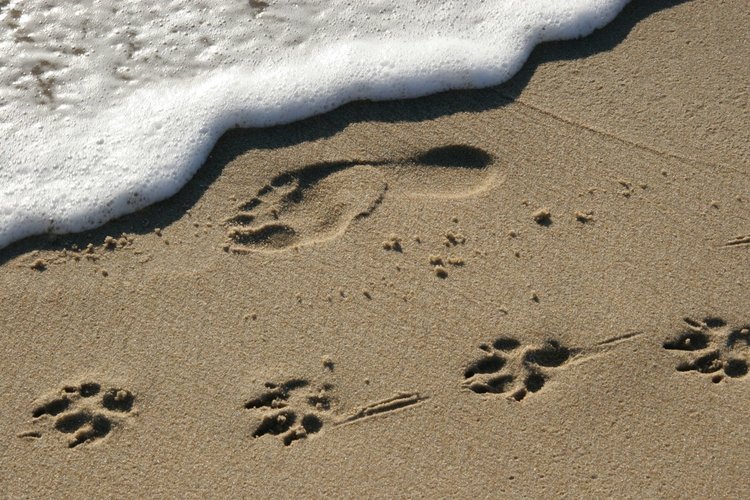 bigstock-Footprints-pawprints-dog-companionship-865429.jpg