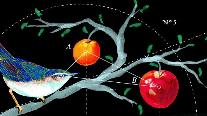 bird_diagram_final_wide-f57ad53cb648cd6a830907907811e189be432798-s700-c85.jpg
