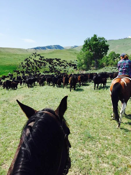 herding-cattle-wyld-leadership.jpg