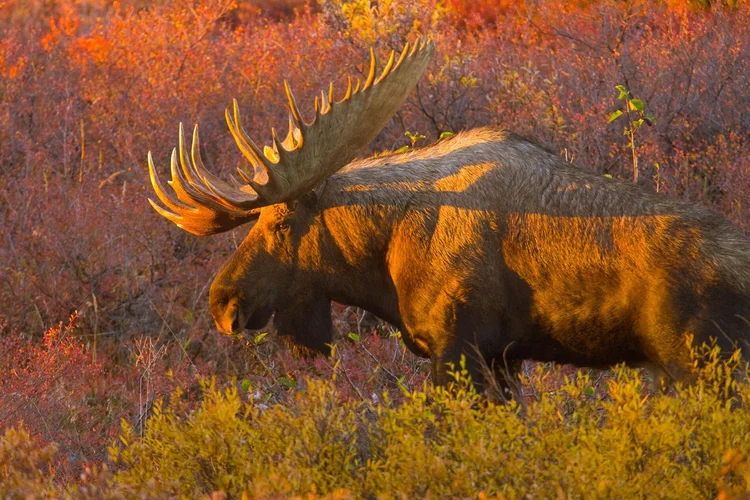 01-animals-fall-weather-nationalgeographic_1095722.adapt.1900.1.jpg