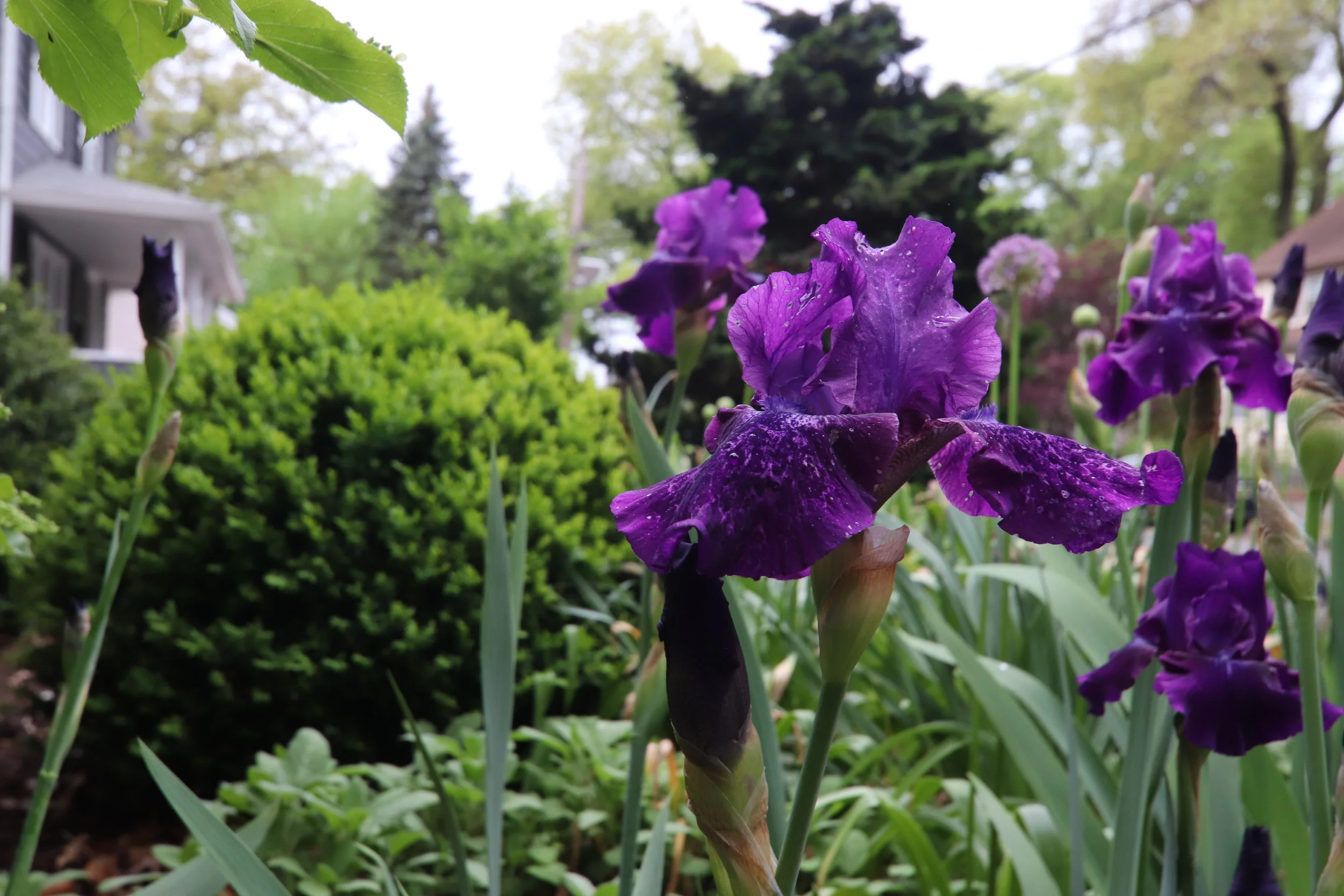 Iris germanica 'Rosalie Figge'