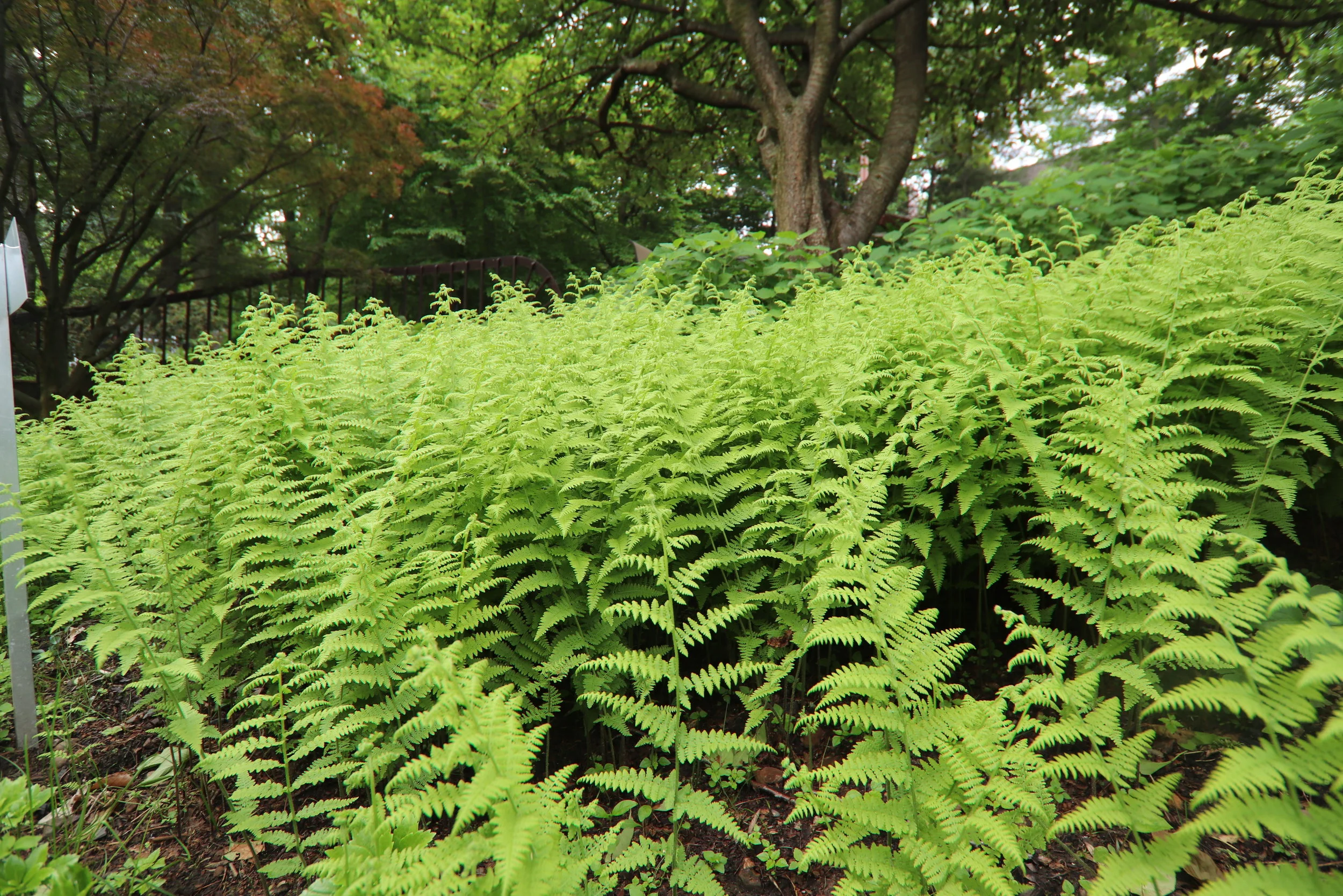 Matteuccia- Ostrich Fern