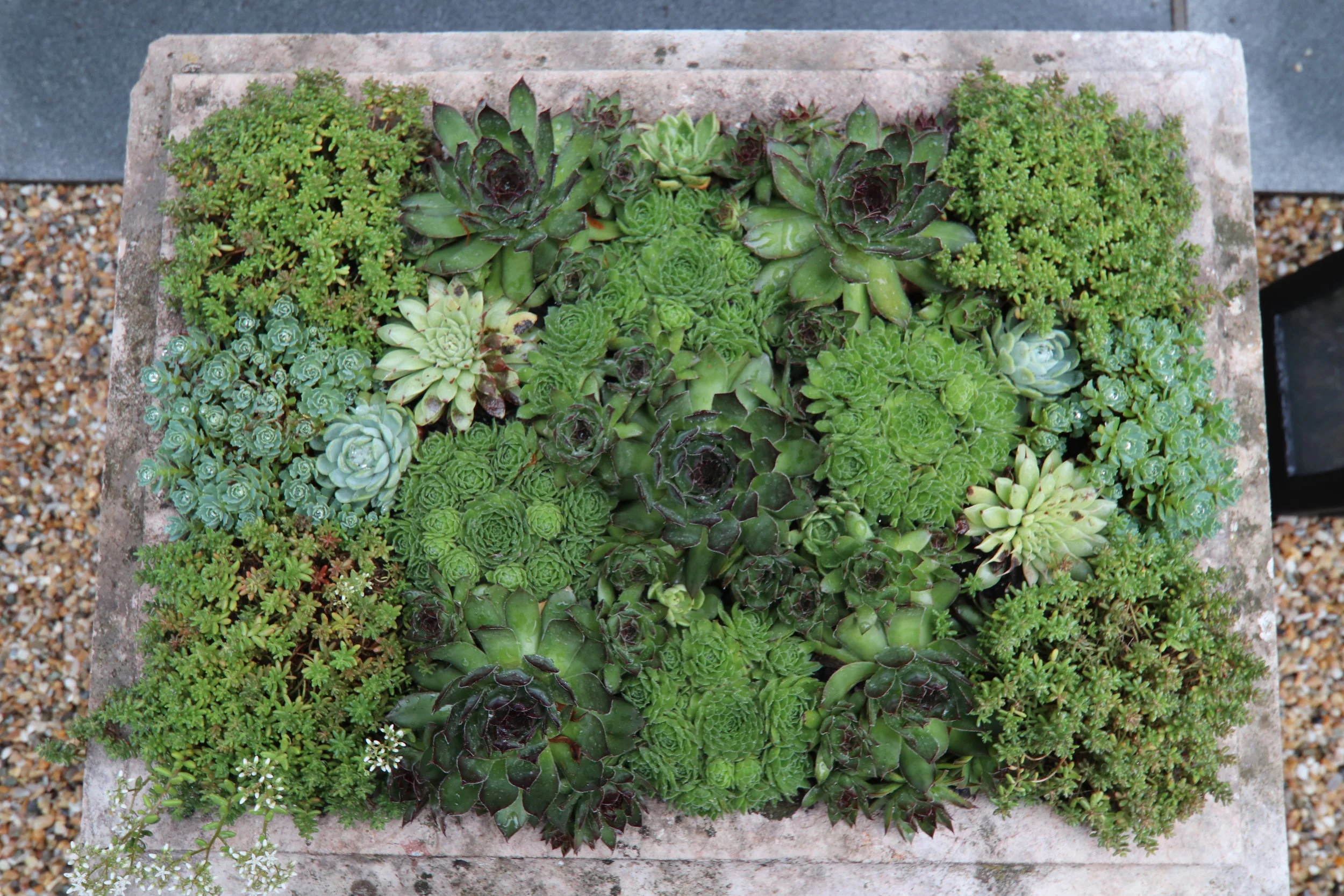 Sempervivum (Hen and Chicks)
