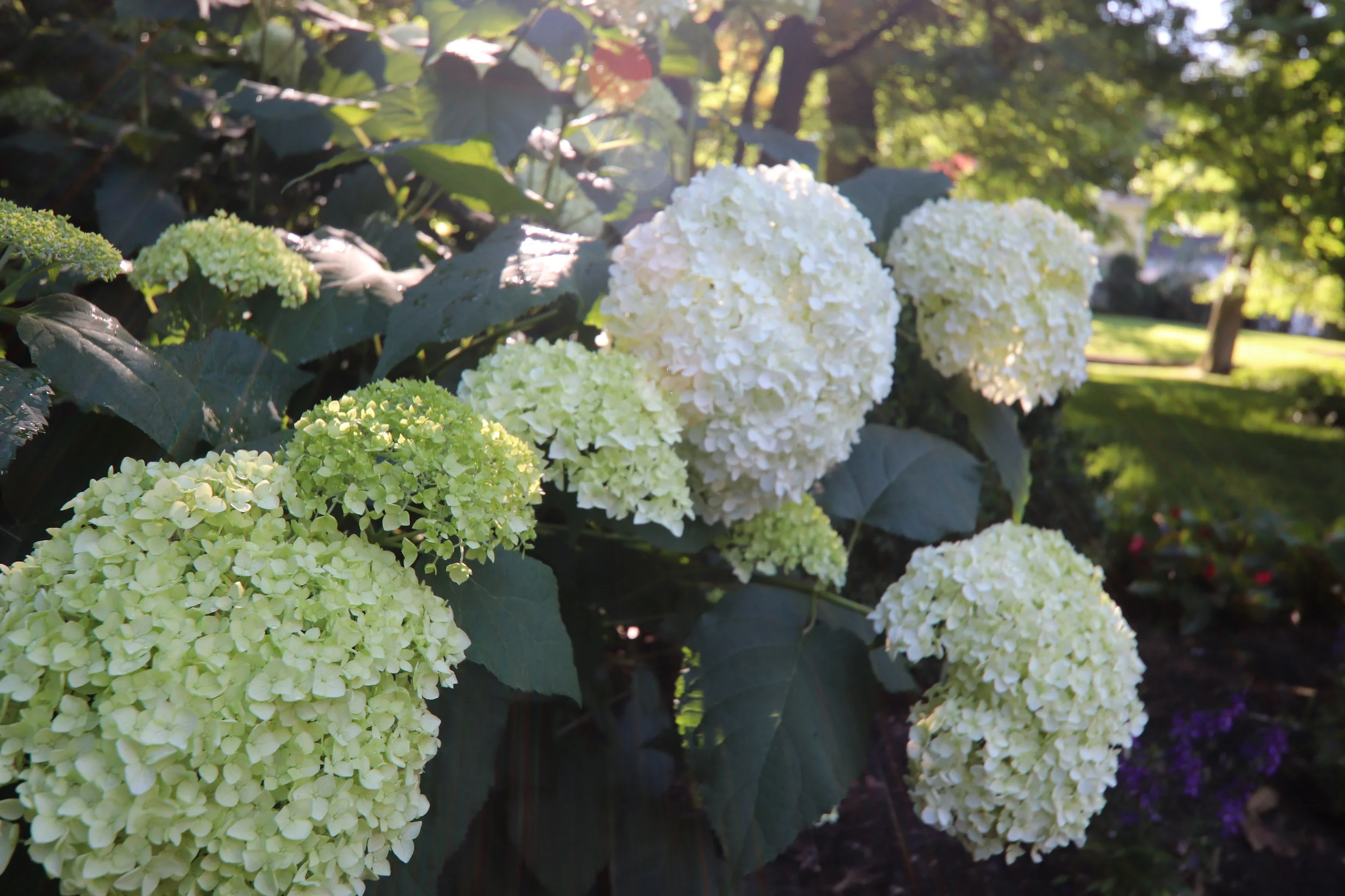 Hydrangea annabelle