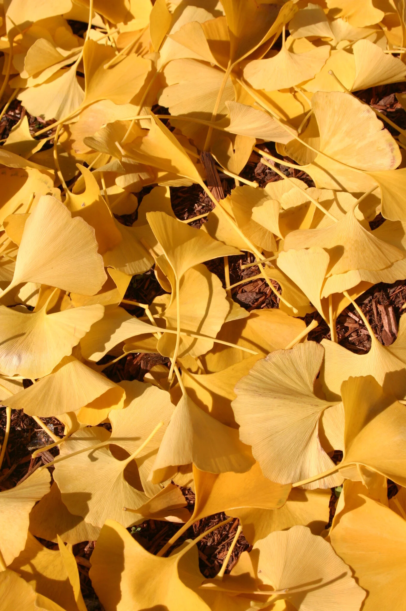 Ginkgo biloba (leaf in fall color)