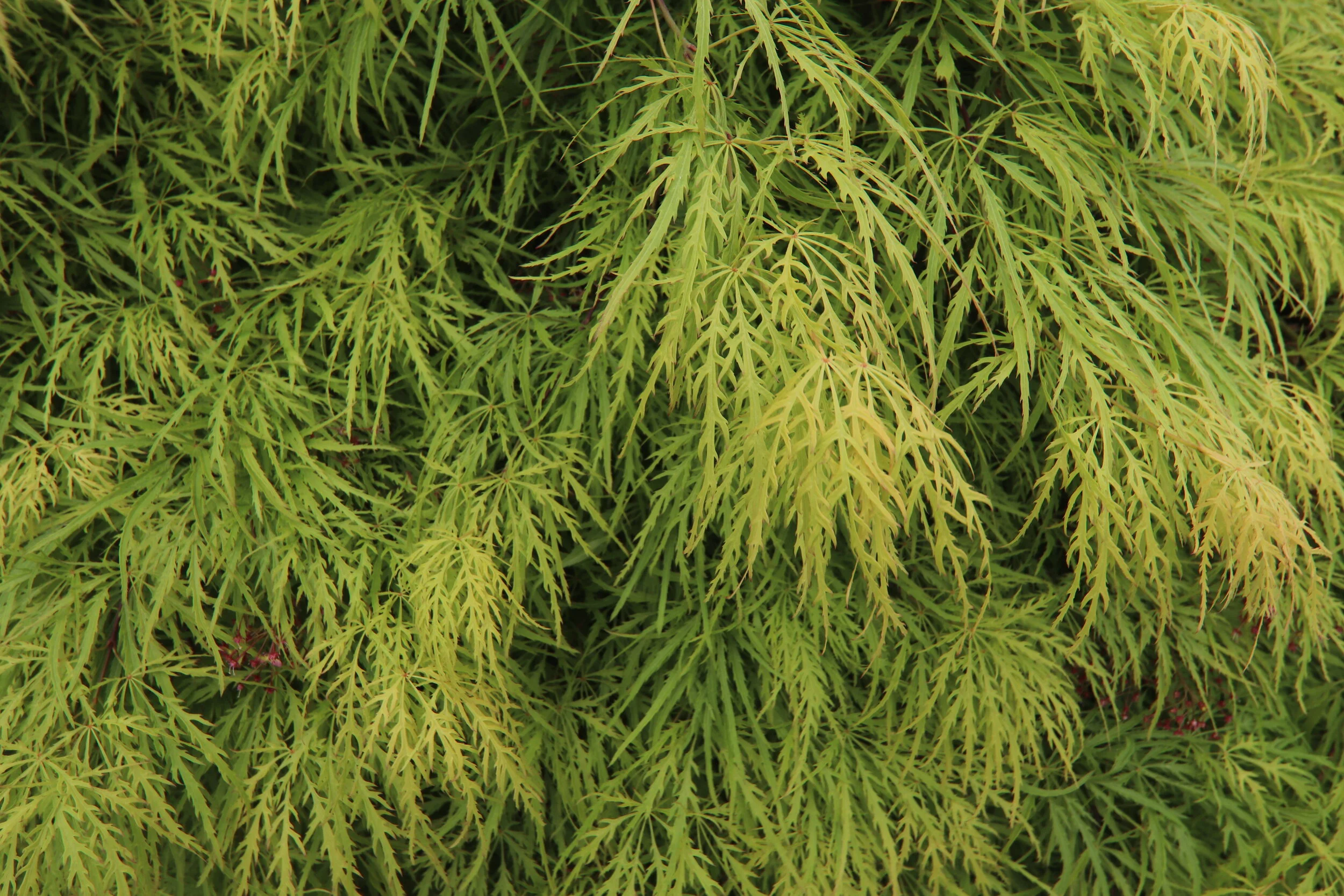 Acer palmatum var. dissectum (Green Leaf)