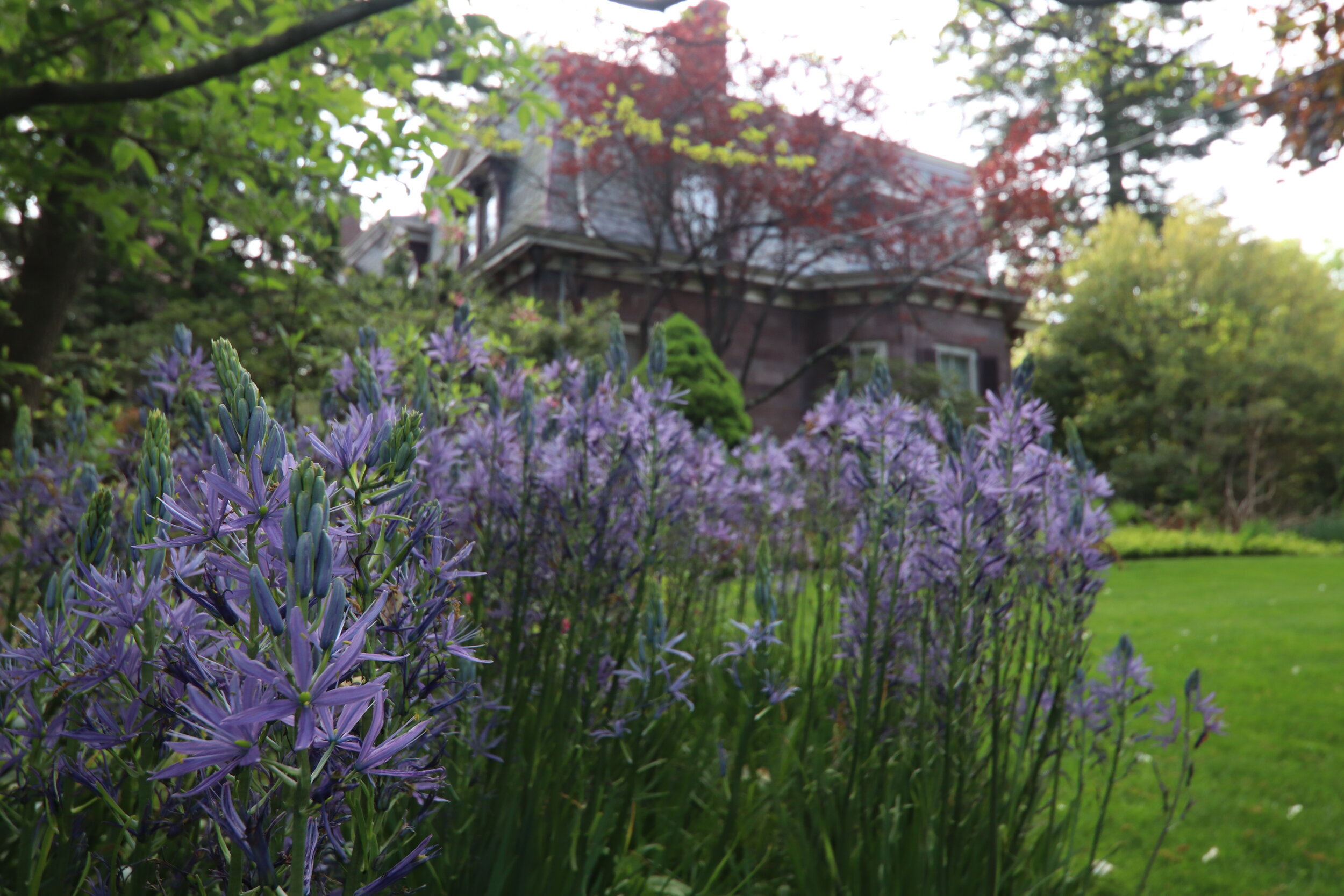 Camassia leichtlinii