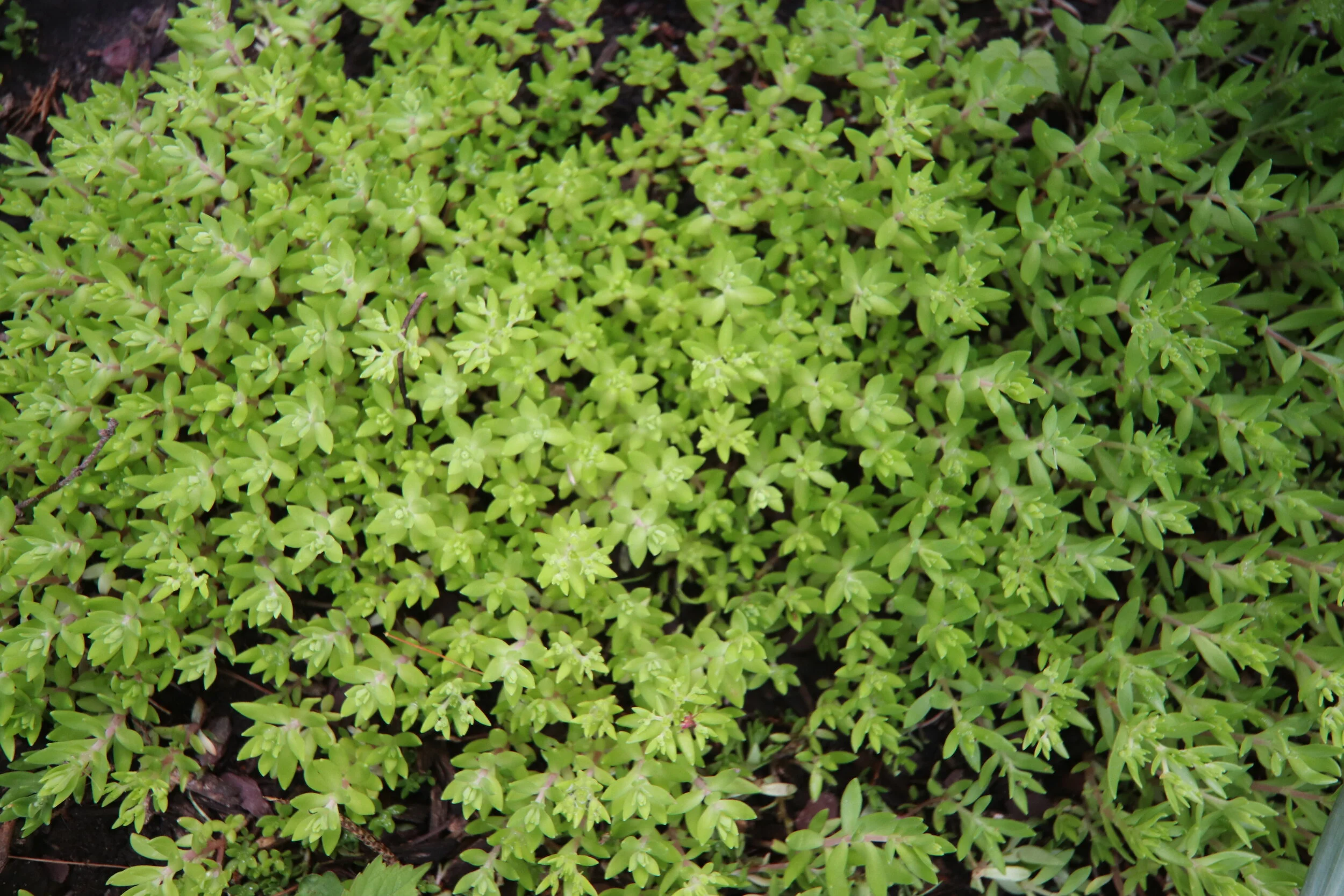 Sedum
