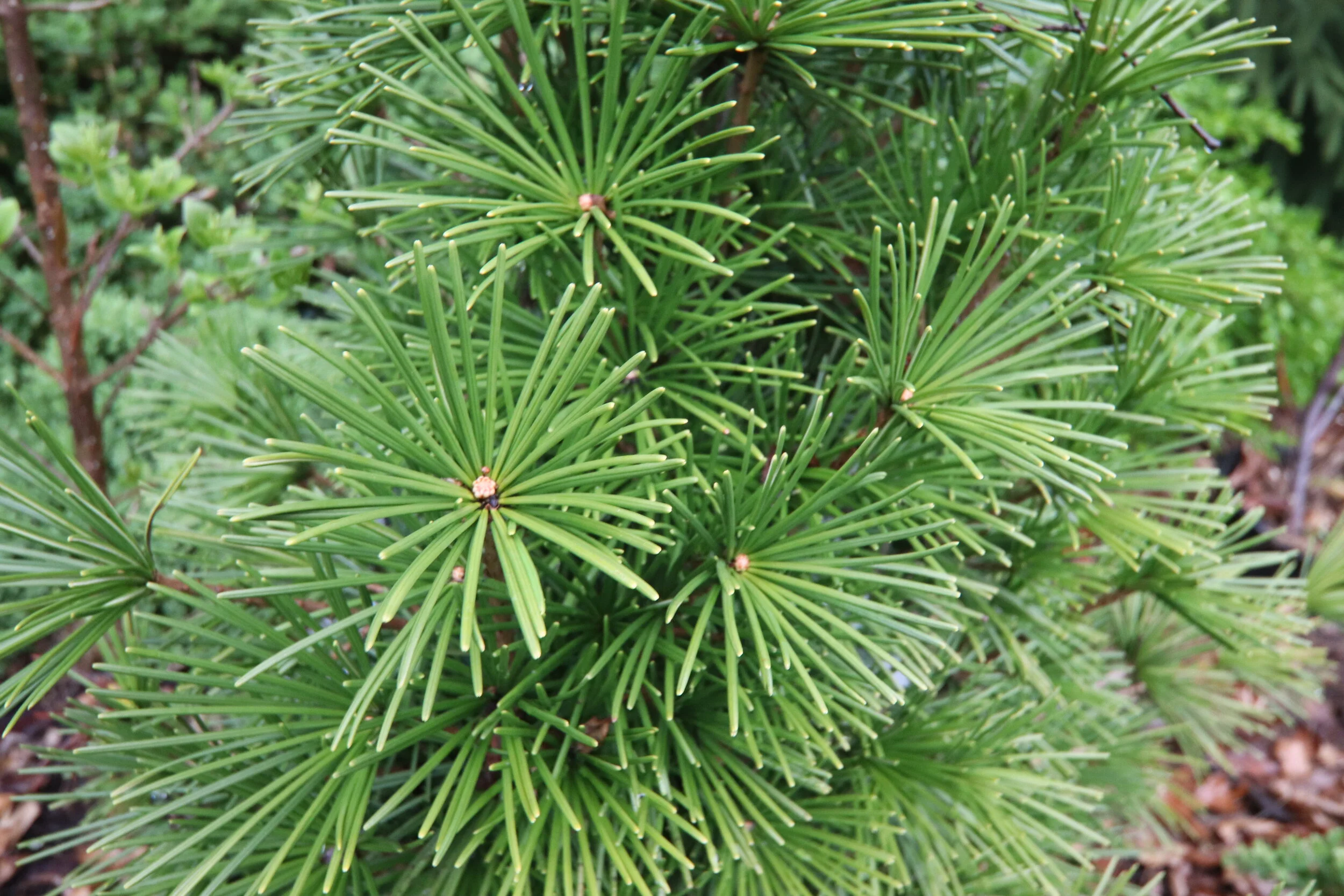 Sciadopitys verticillata- Japanese umbrella-pine