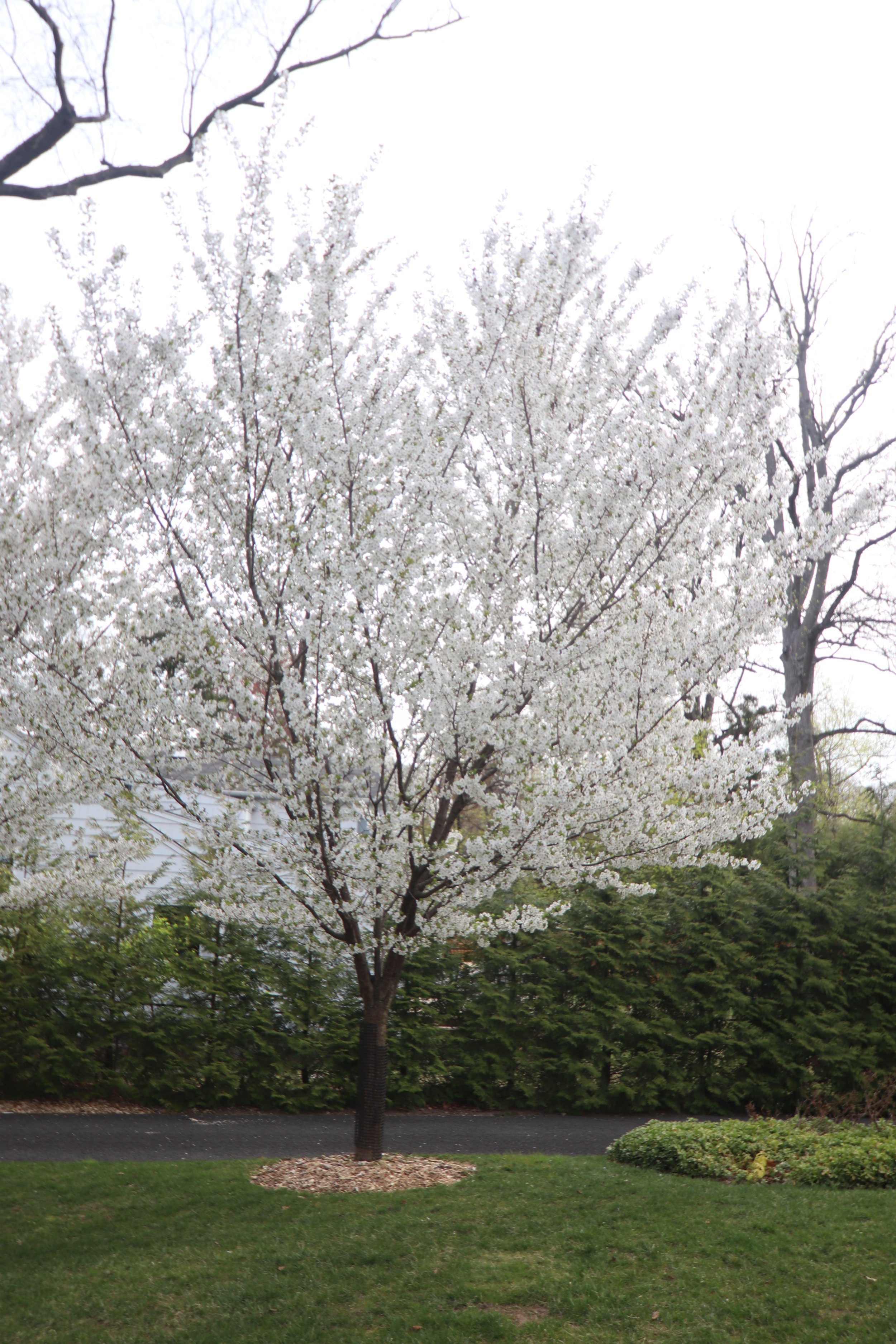 Prunus serrulata 'Snow Goose'- Snow Goose Cherry
