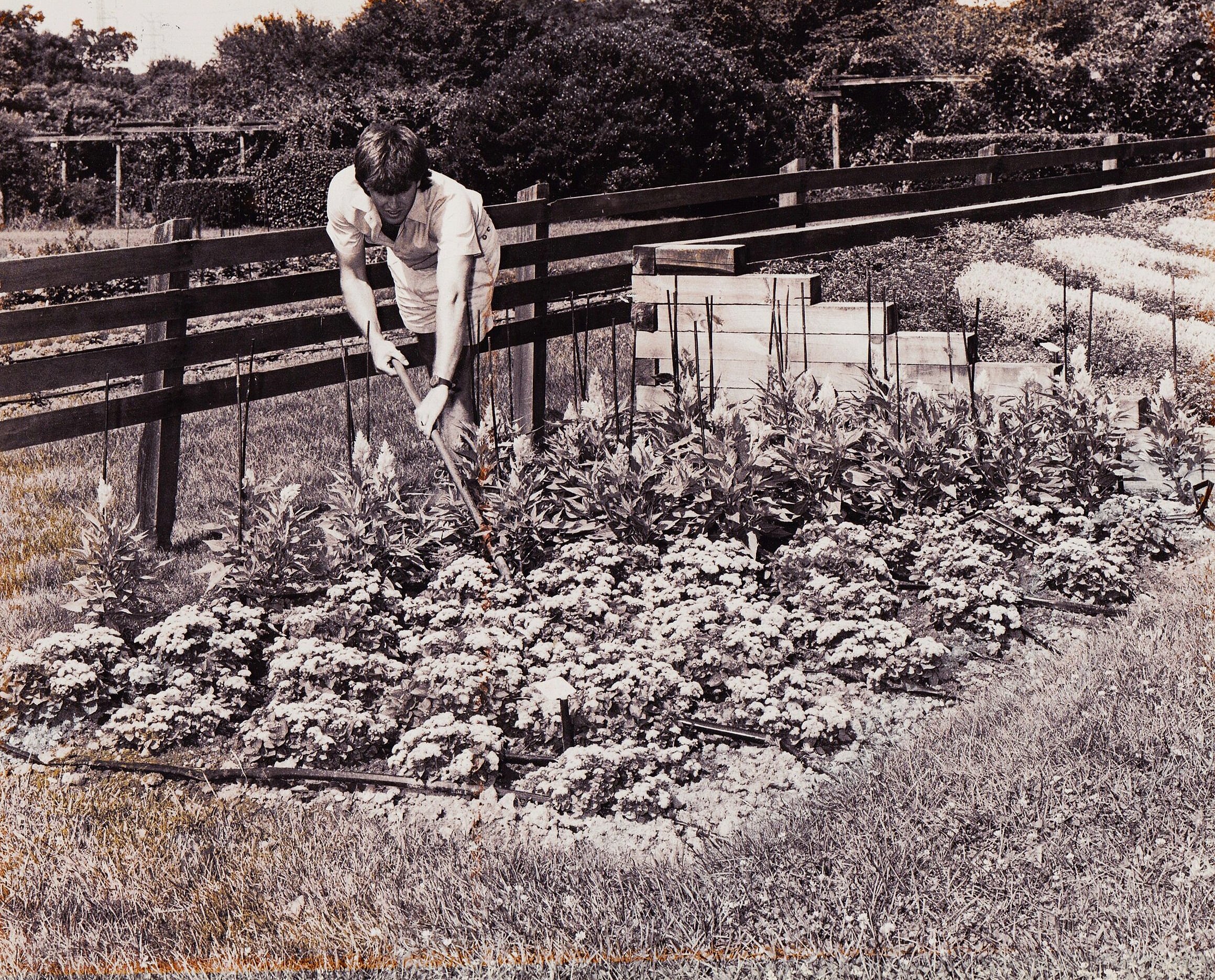 1987 Rutgers Display Gardens Manager
