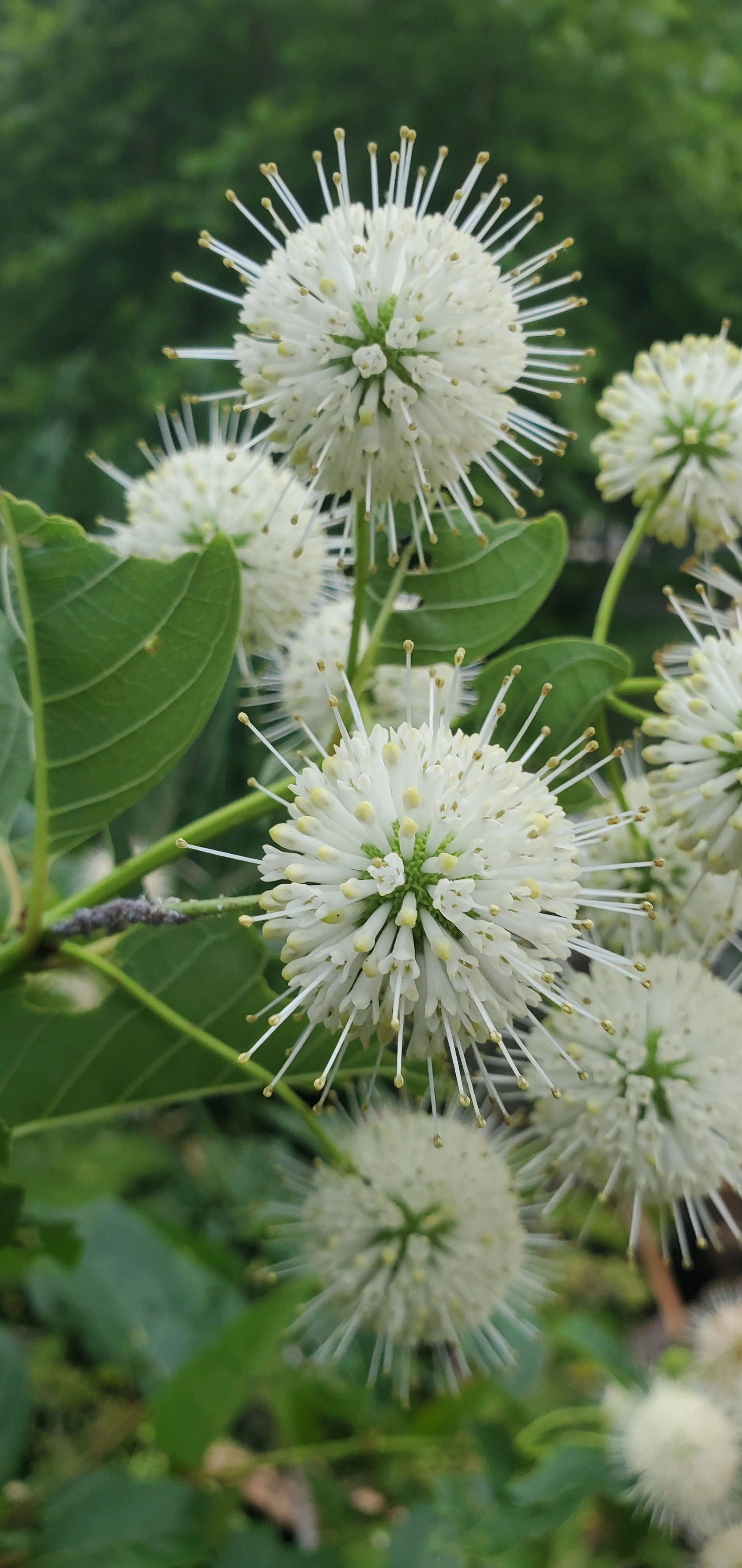  Cephalanthus occidentalis- Buttonbush   
