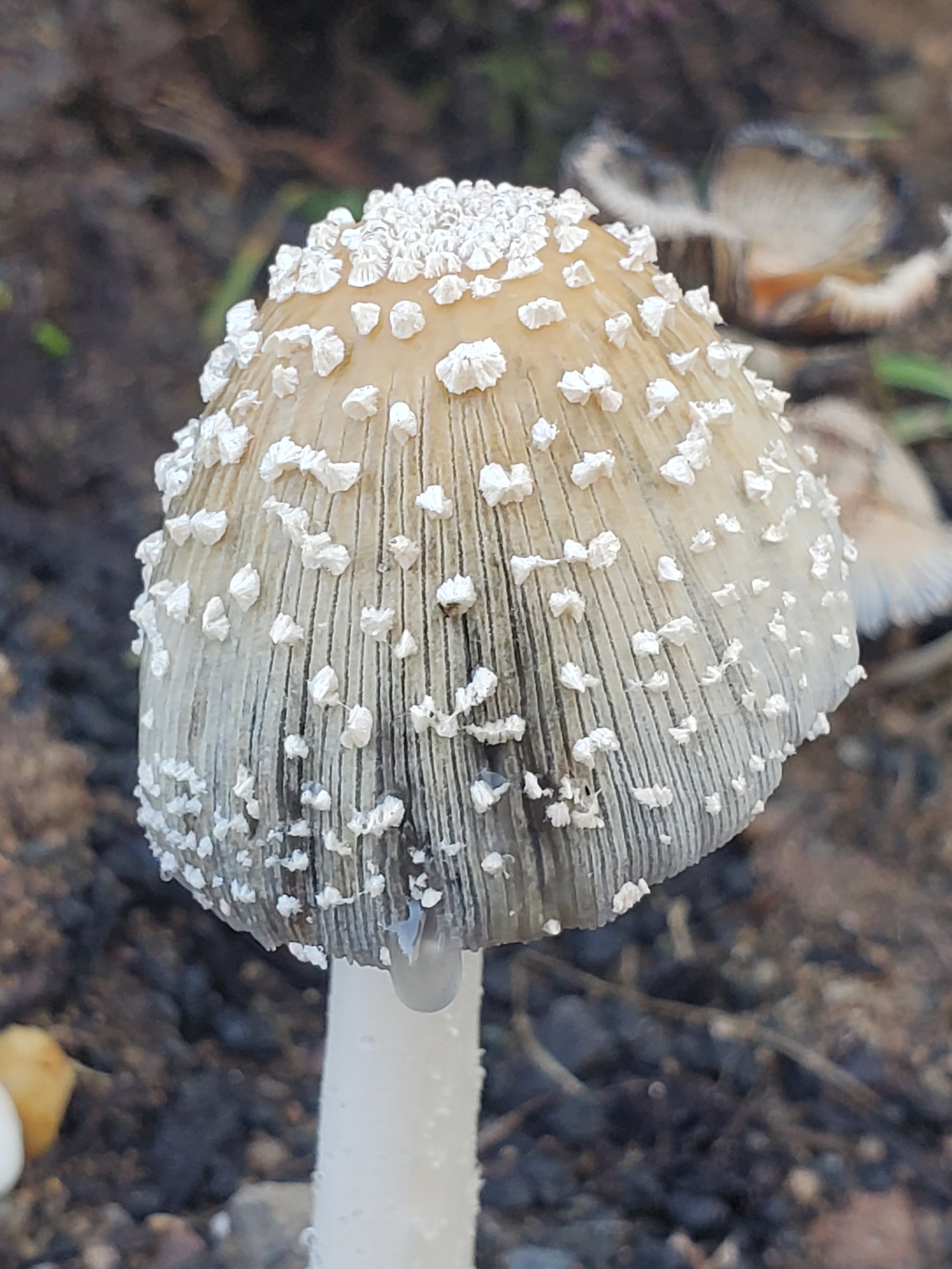 Unknown Mushroom