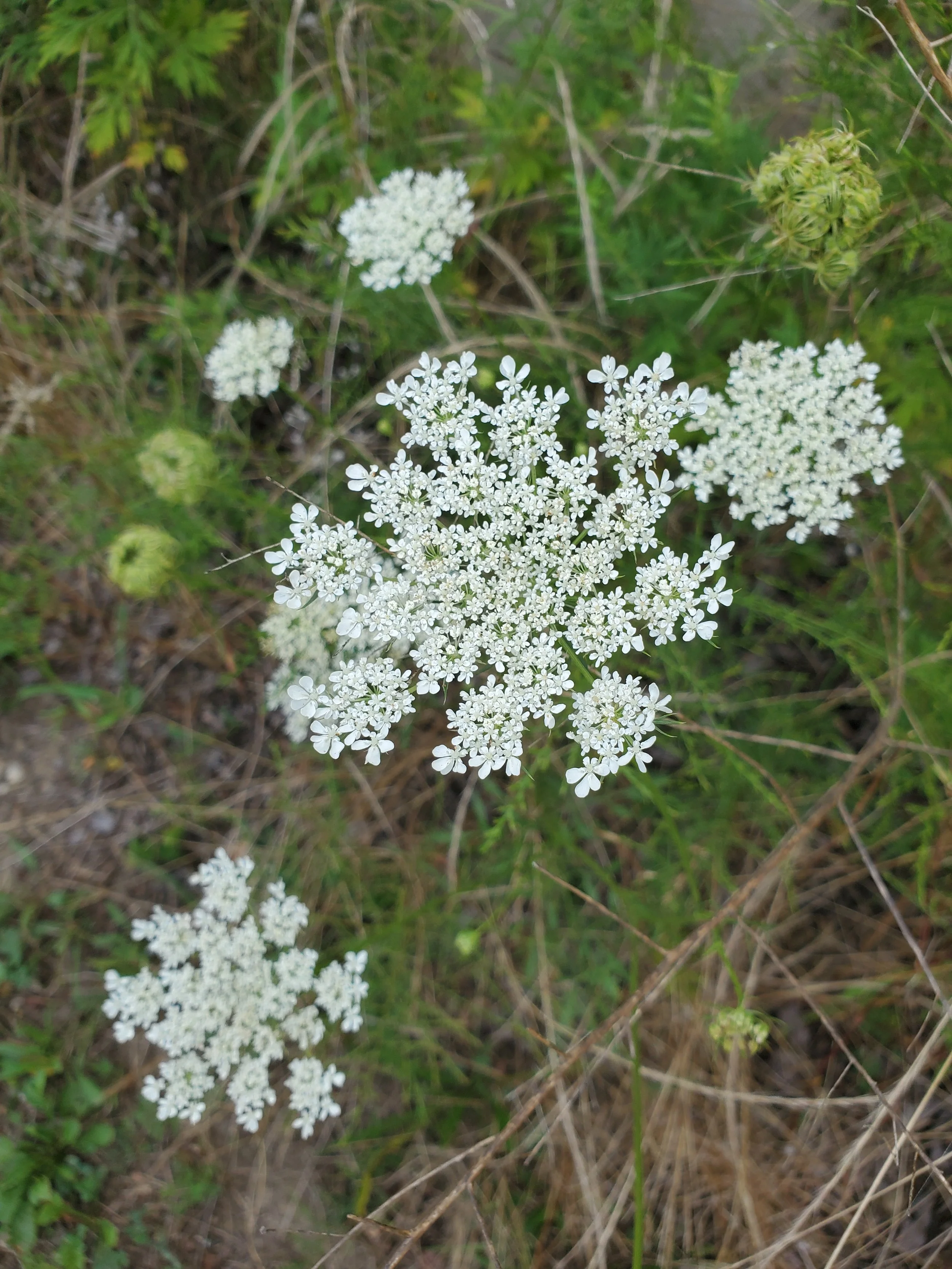 Daucus carota