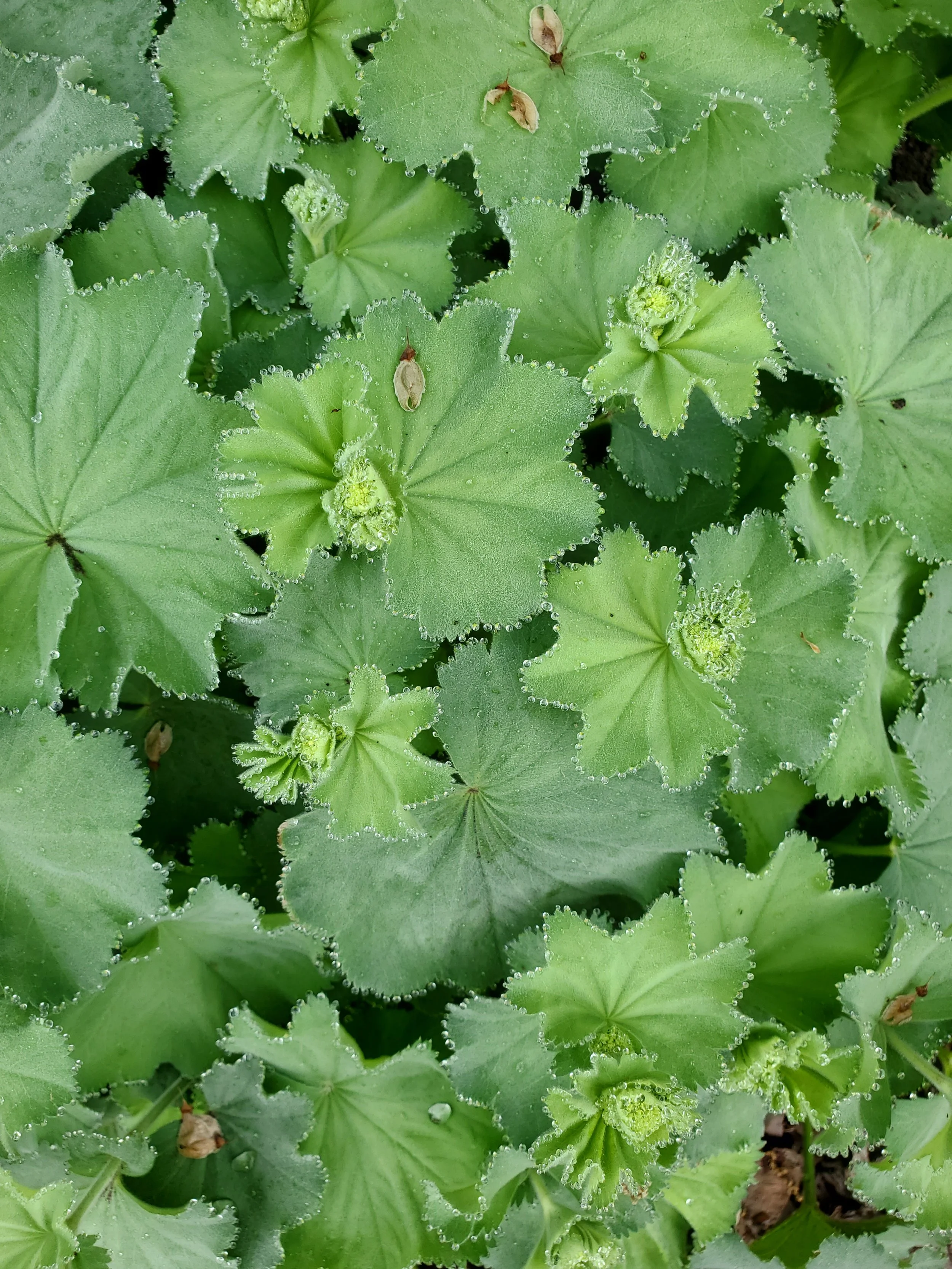 Alchemilla mollis