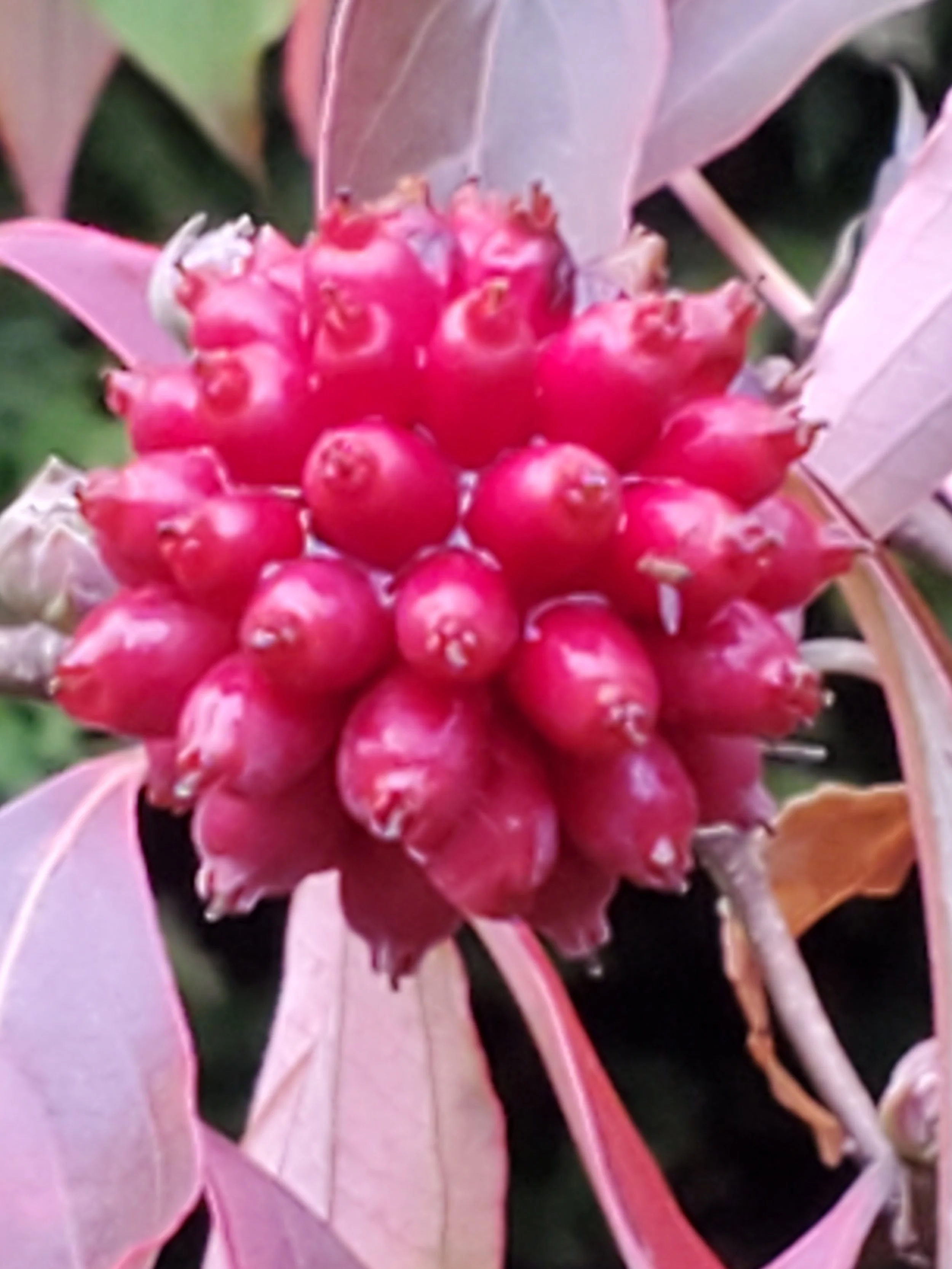 Cornus florida hybrid berry