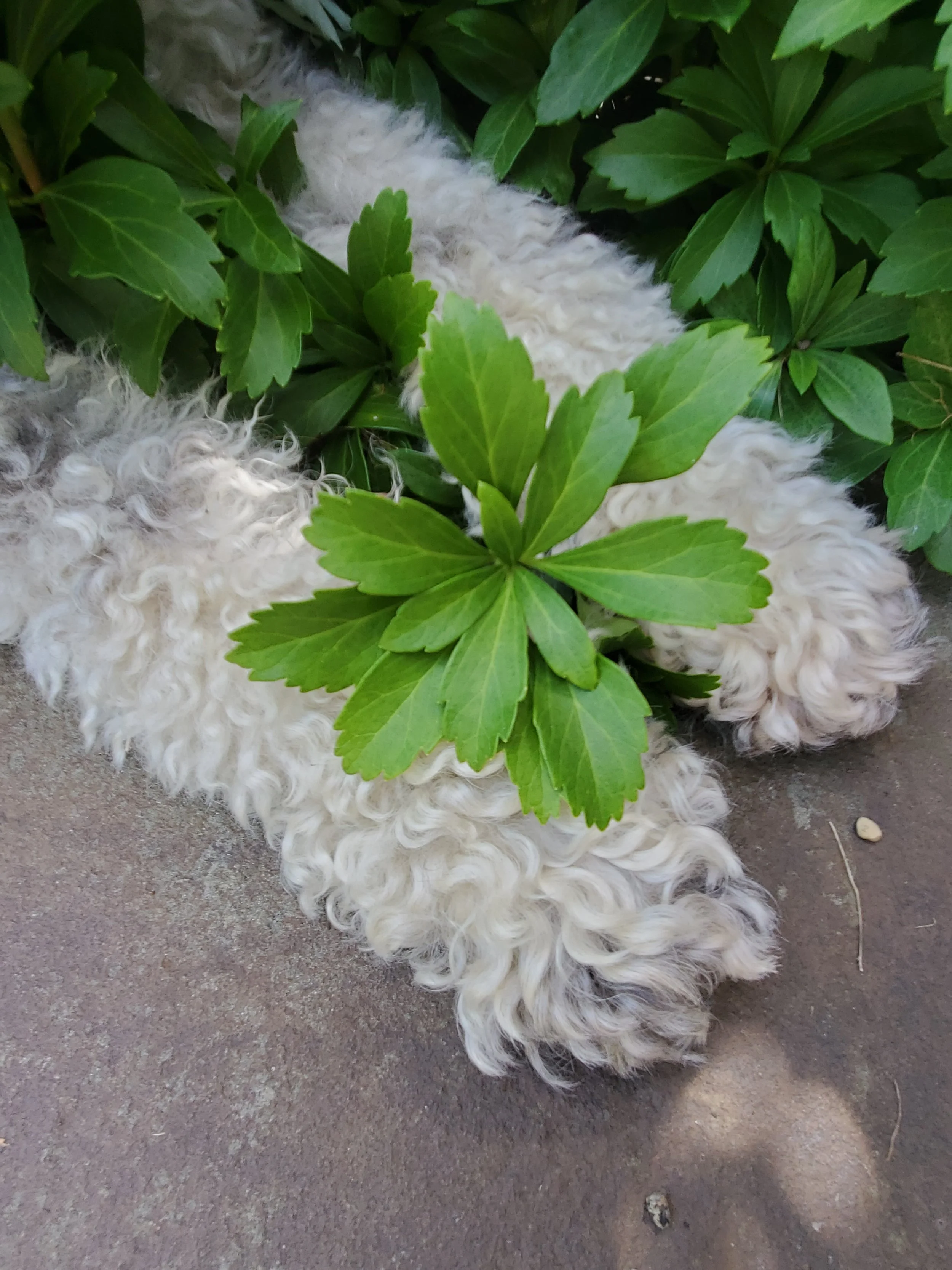 Pachysandra and Paws