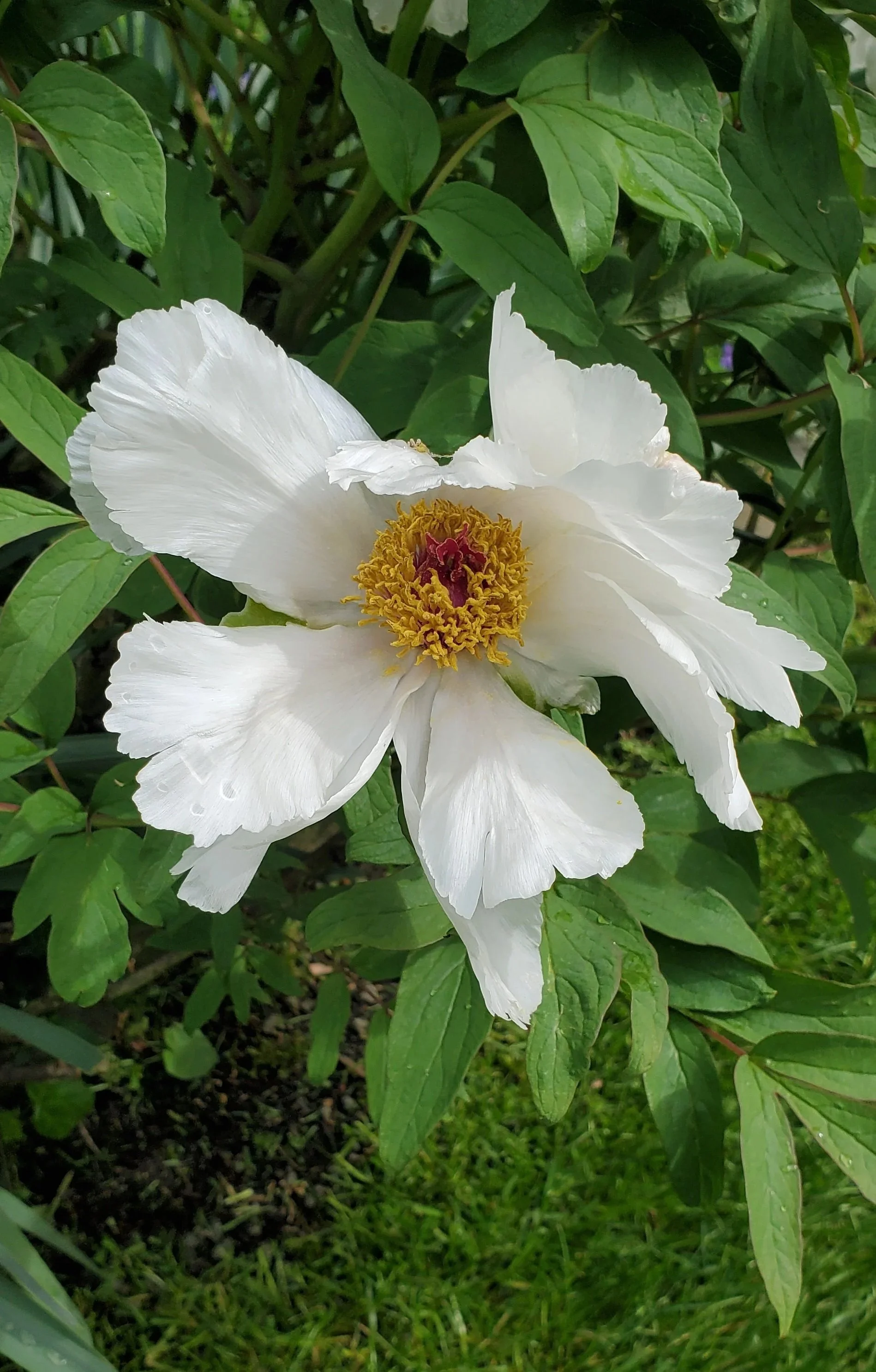 Tree Peony