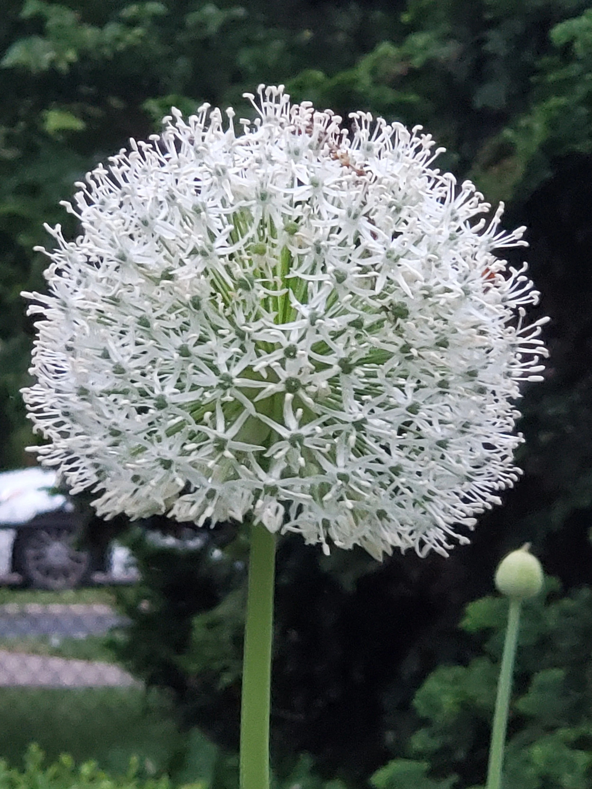 Allium 'Mount Everest'