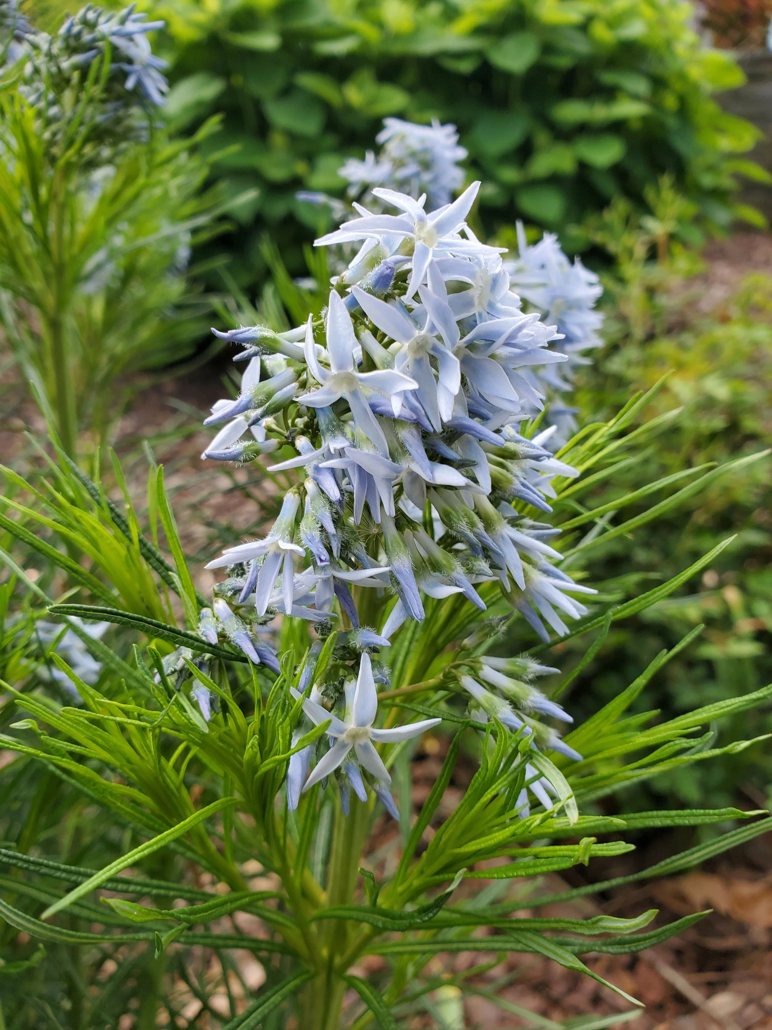 Amsonia 'Storm Cloud' Flower
