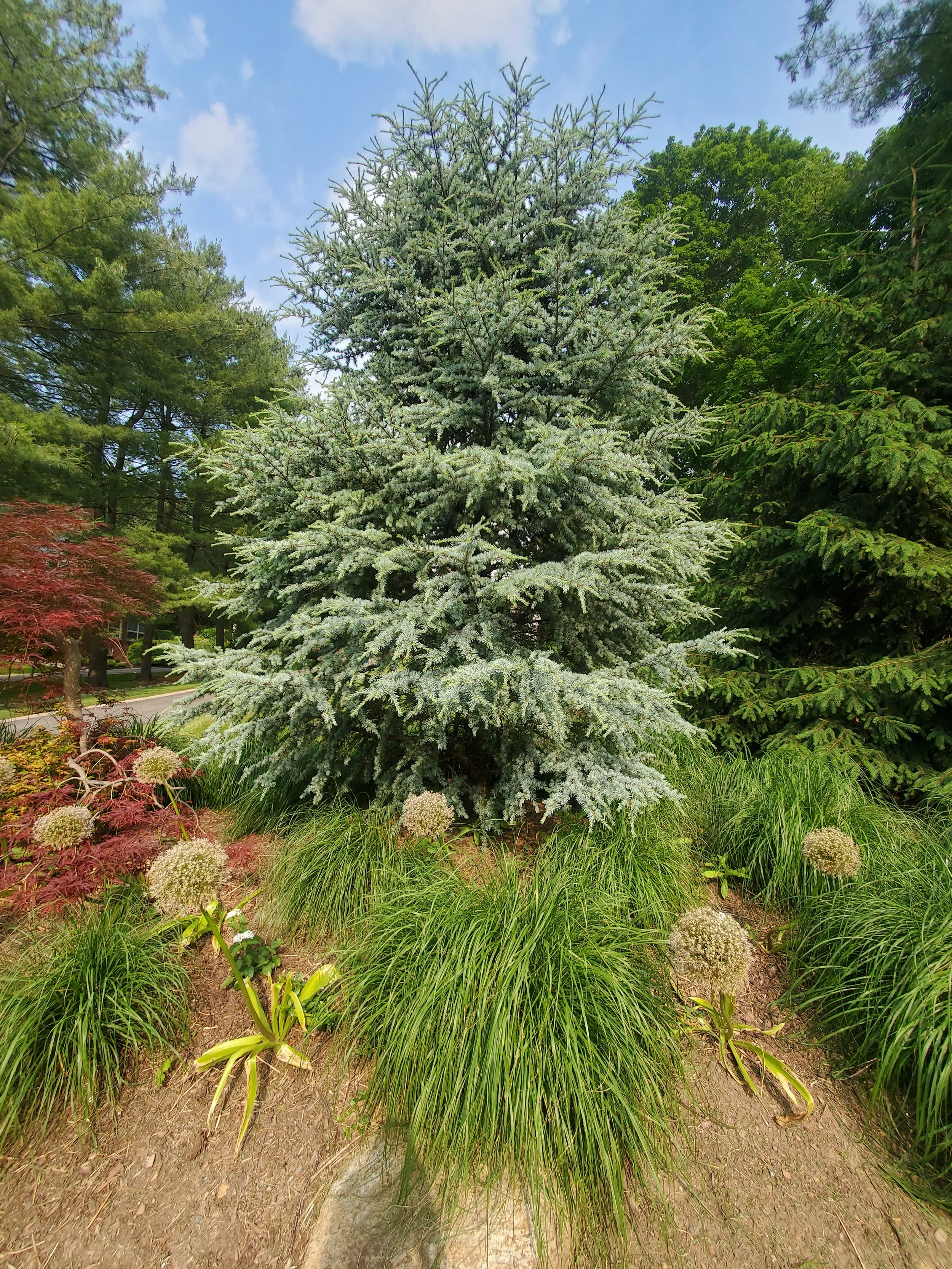 Cedrus atlantica 'Horstmann'