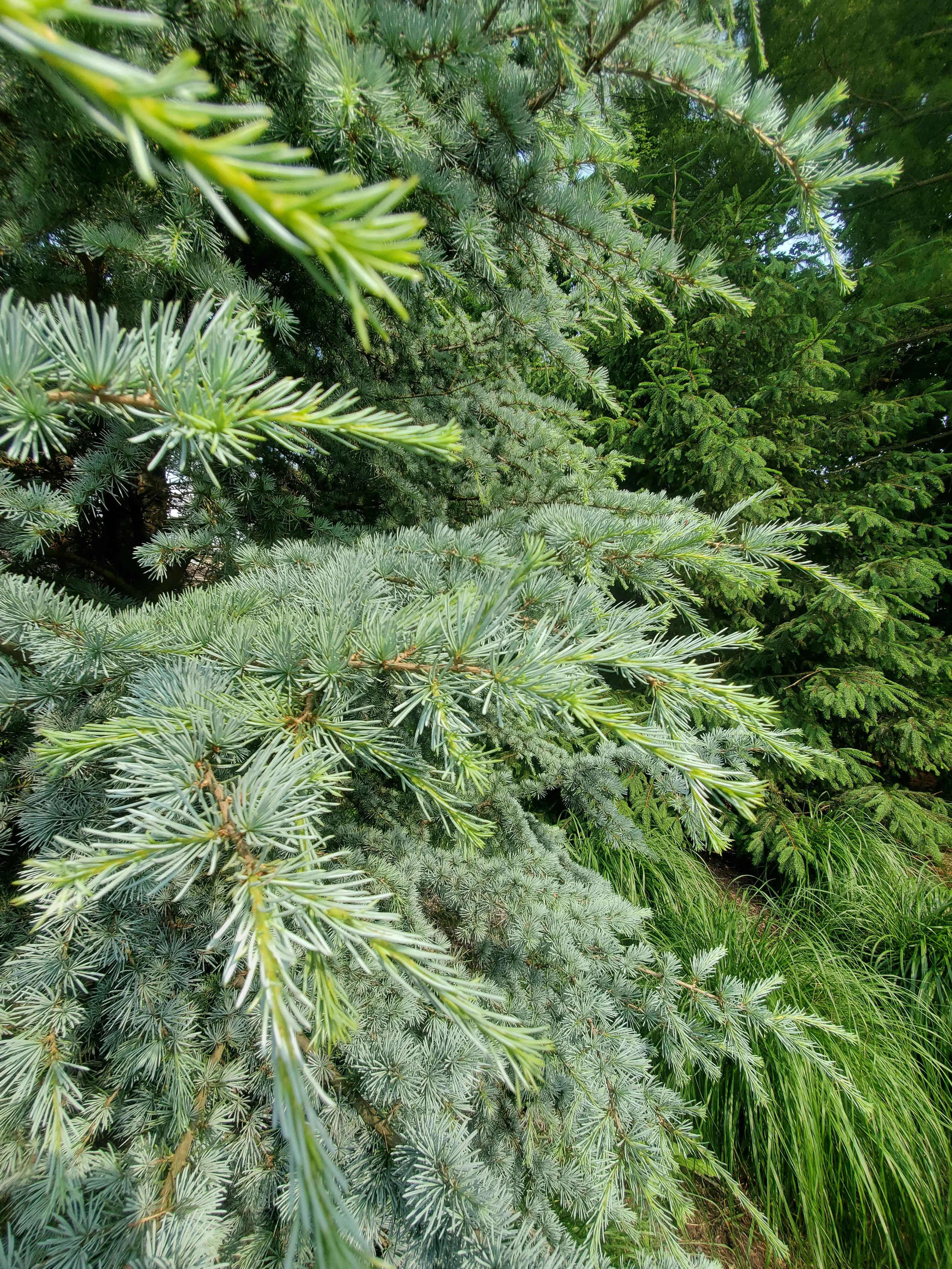 Cedrus atlantica 'Horstmann' Foliage