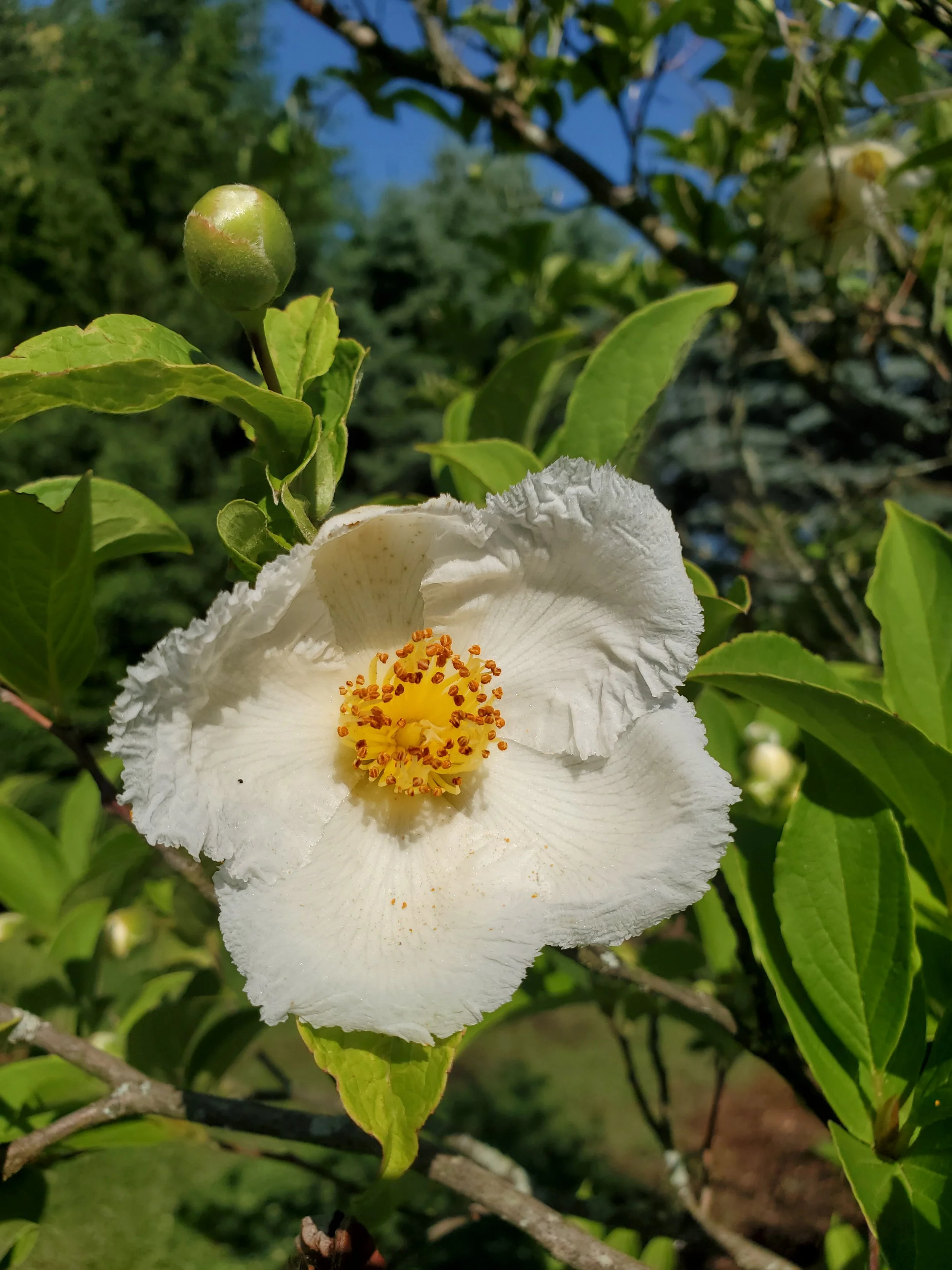 Franklinia Flower