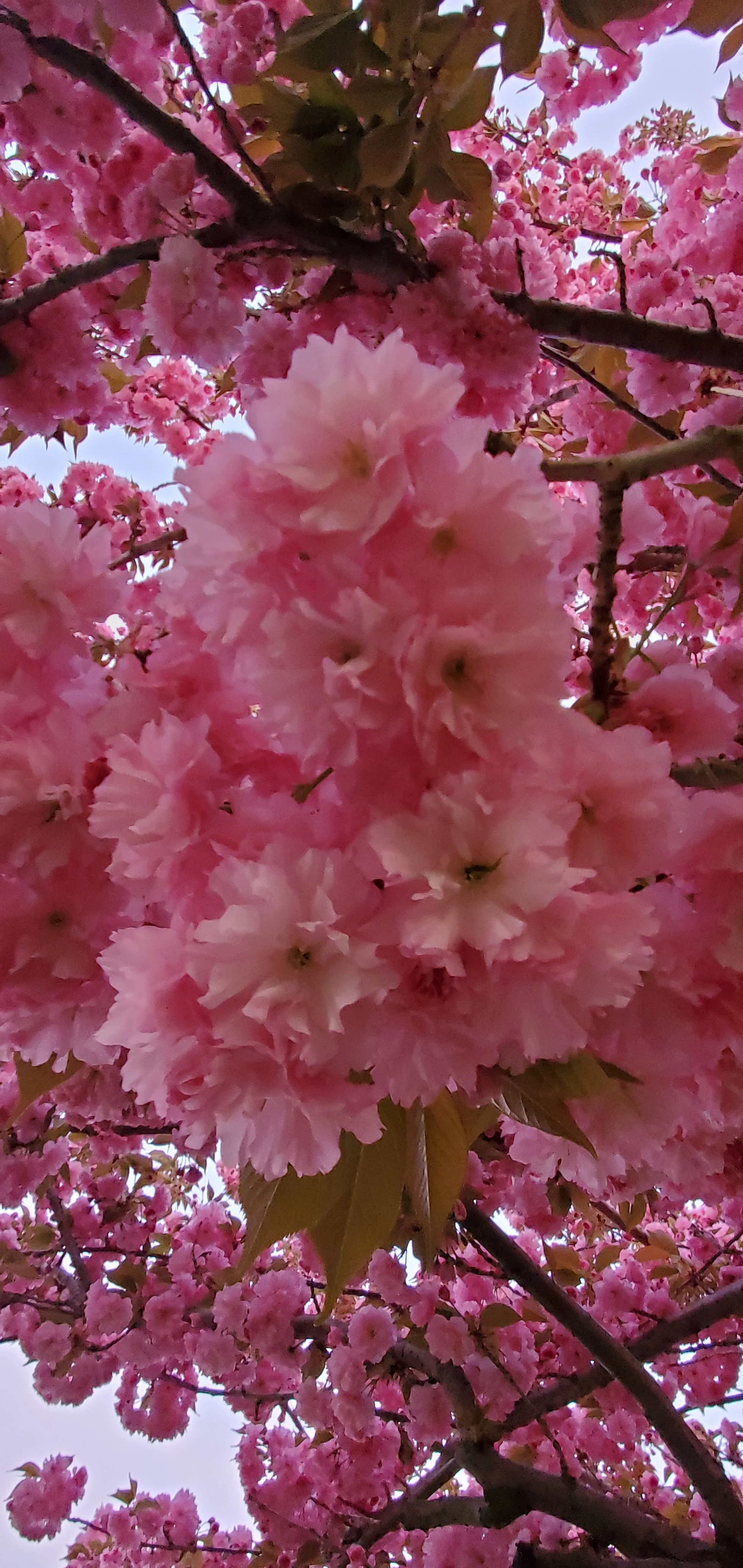 Prunus 'Kwansan'- Kwansan Cherry Flower