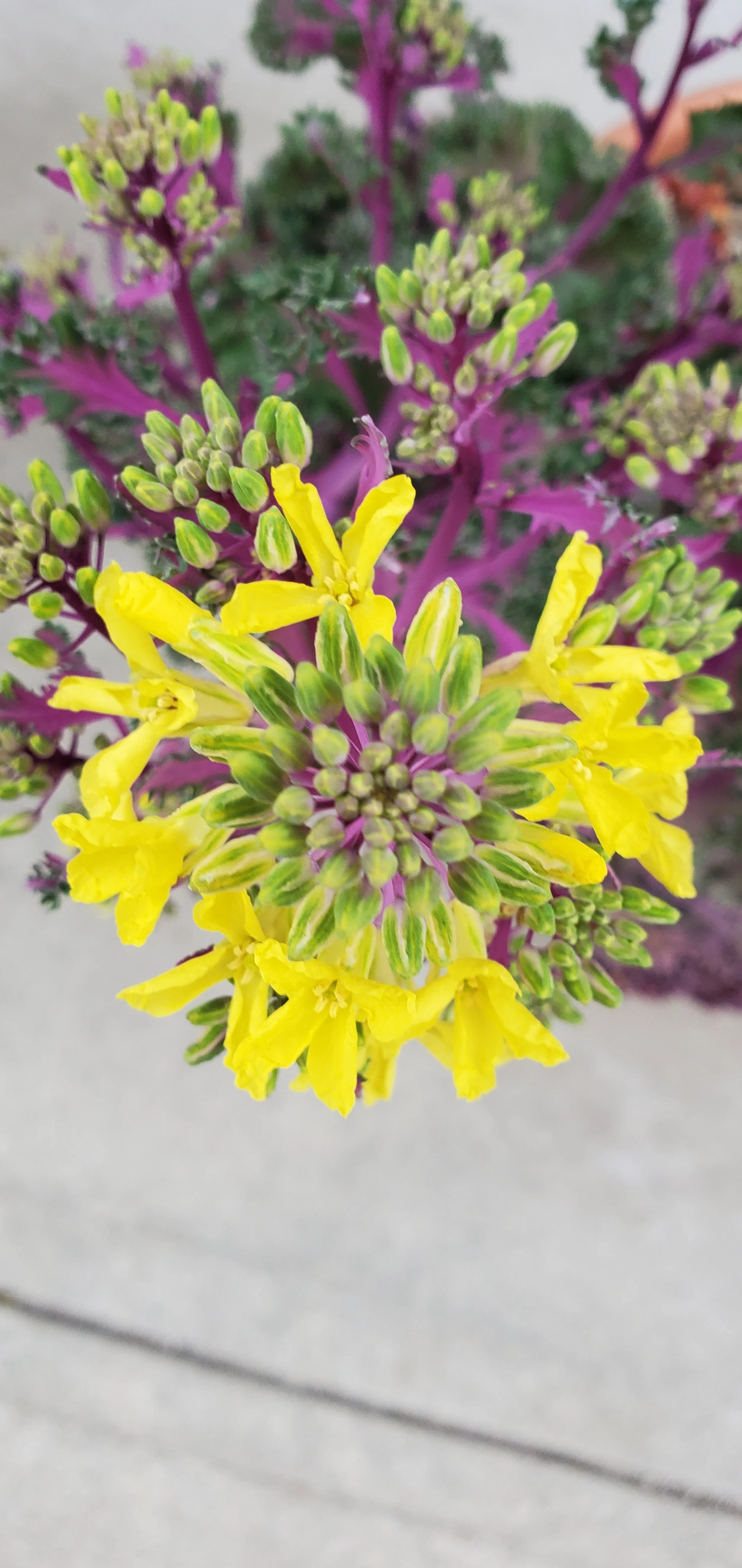 Brassica oleracea- Ornamental Cabbage Flower