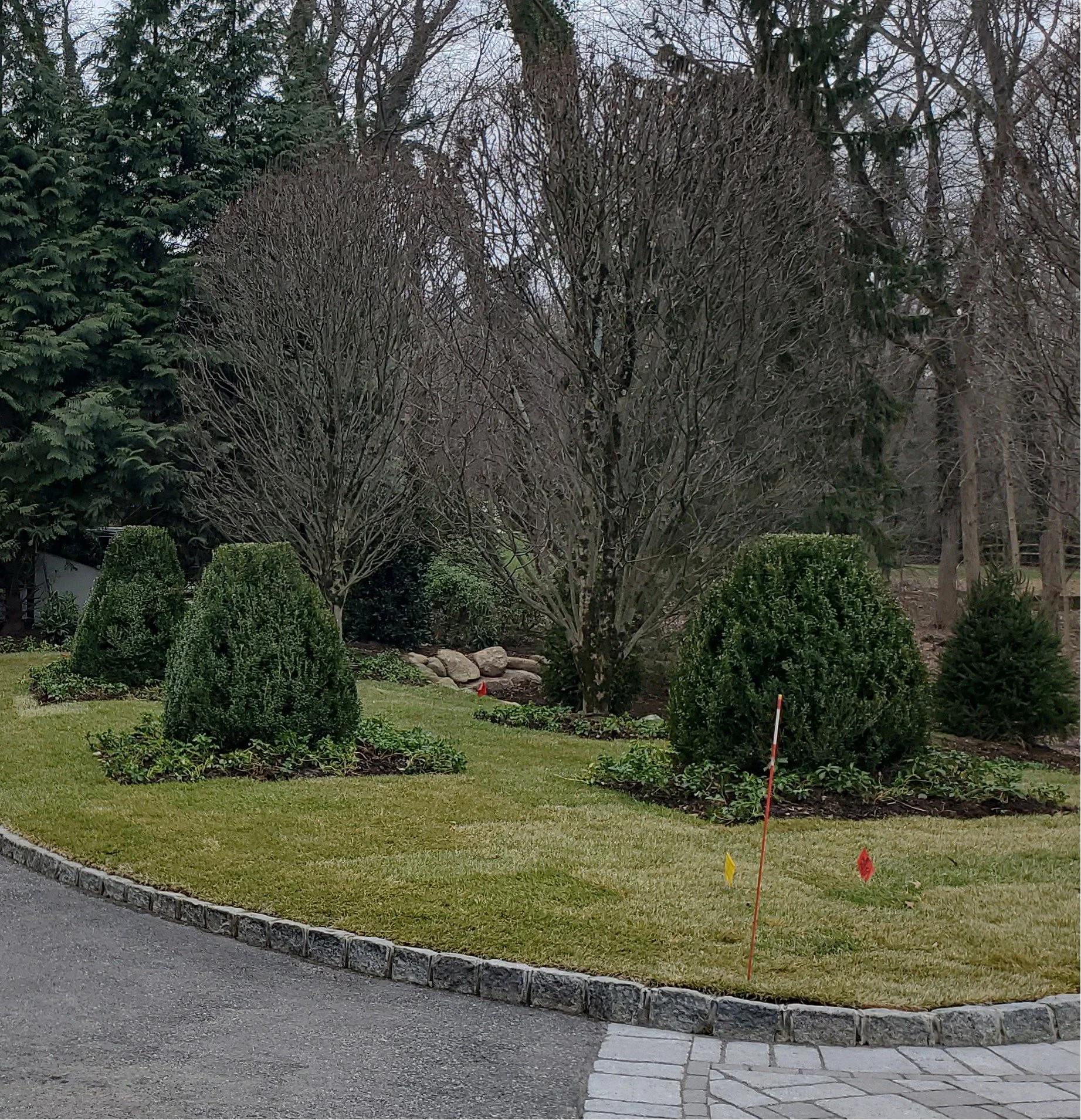 Buxus sempervirens Obolisk 