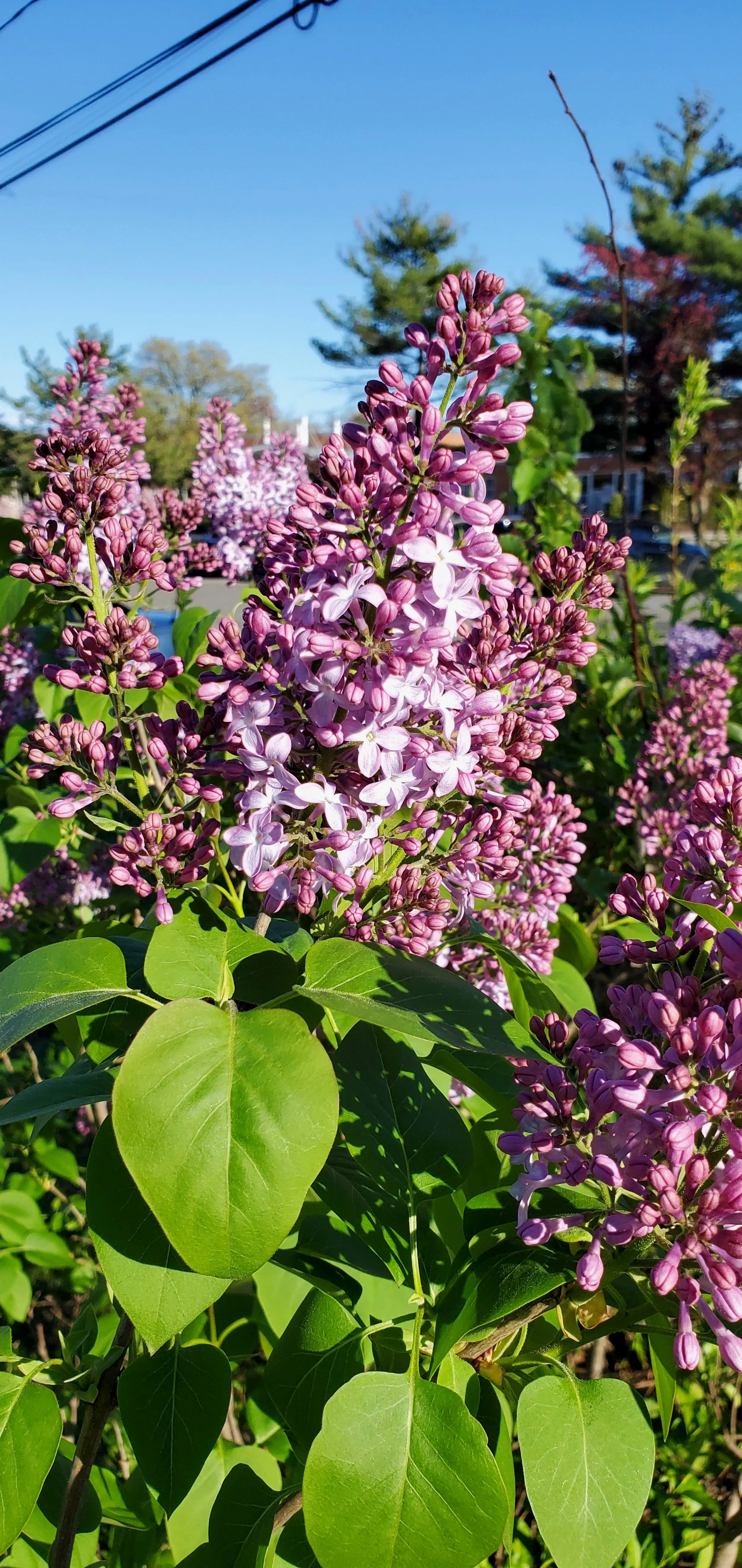 Syringa vulgaris- Common Lilac