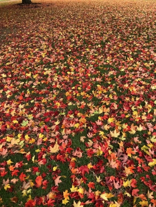 leaves.jpg