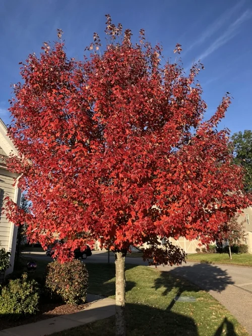 redtree.jpg