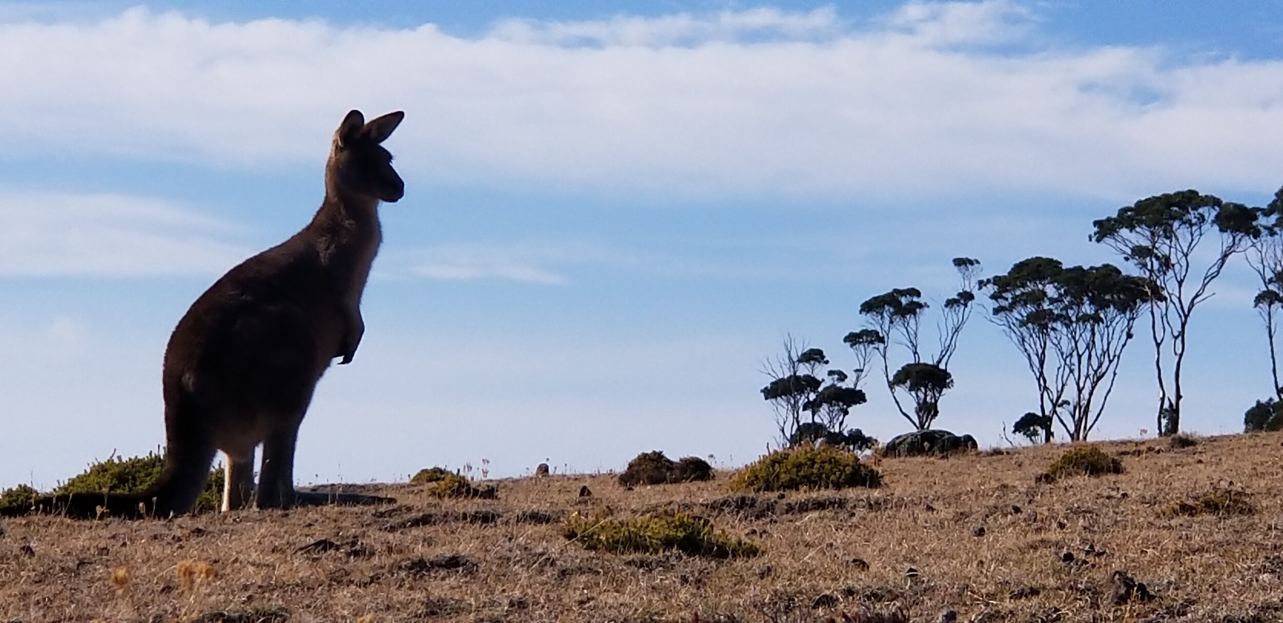 Kangaroos in the wild