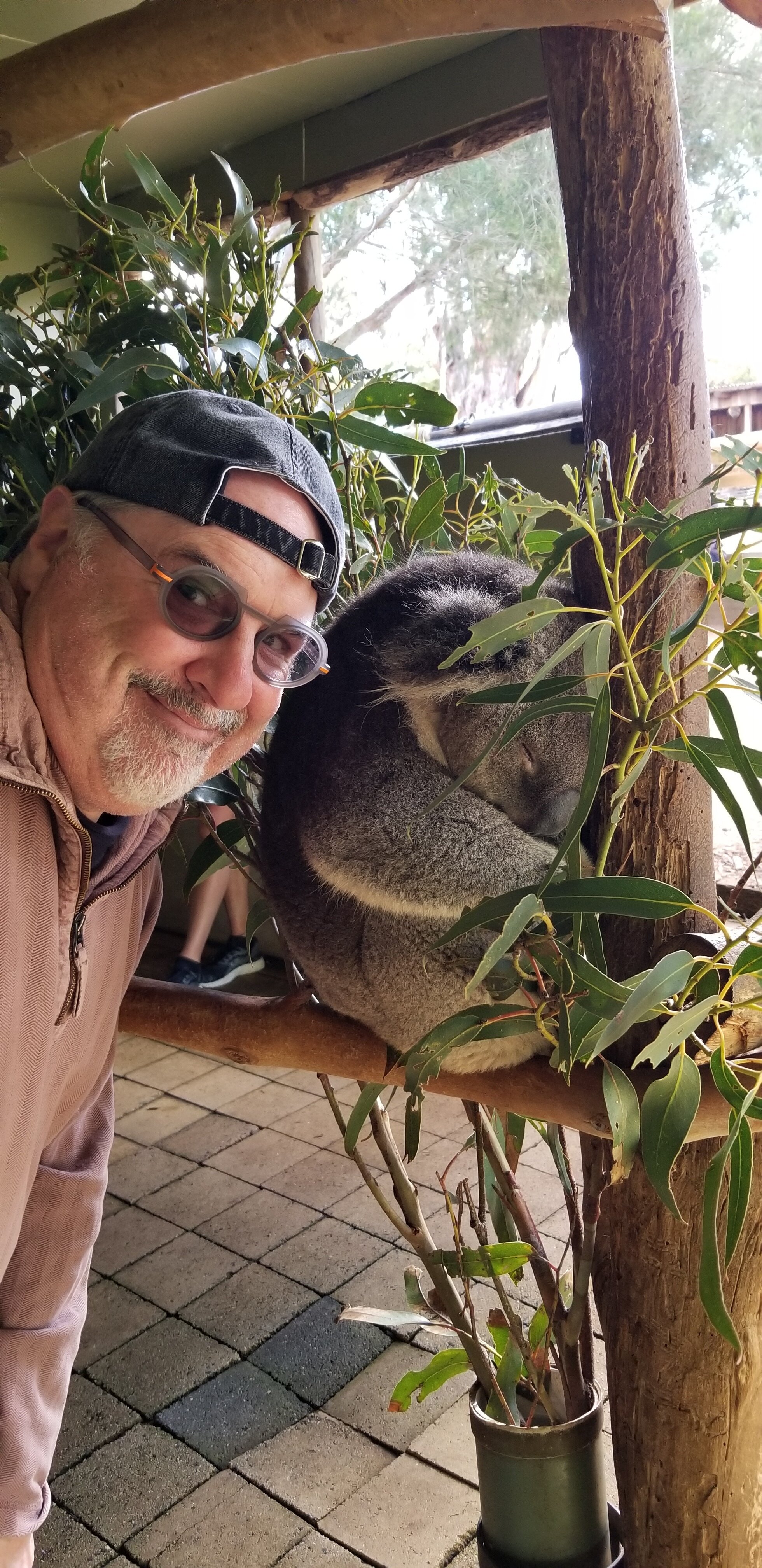 Koalas in Tasmania