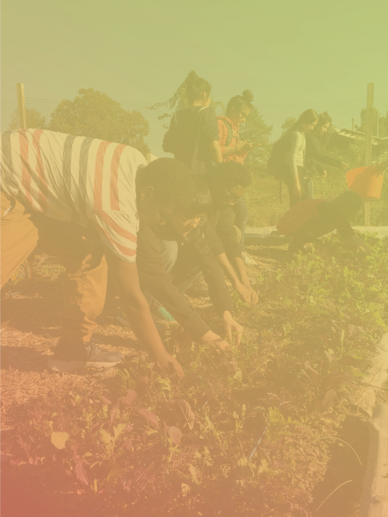 kids at hub farm_gradient.png