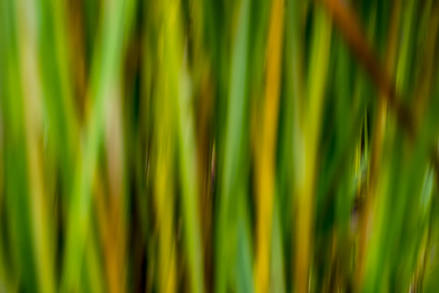 grass_DSC5602.jpg