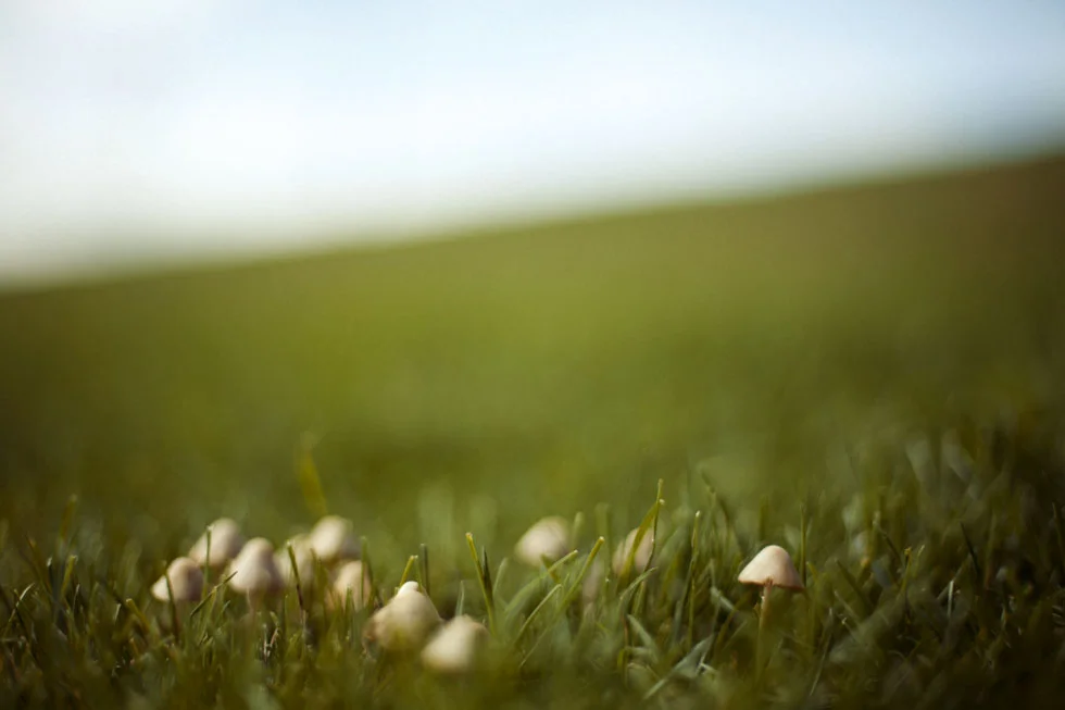 mushrooms_2336.jpg