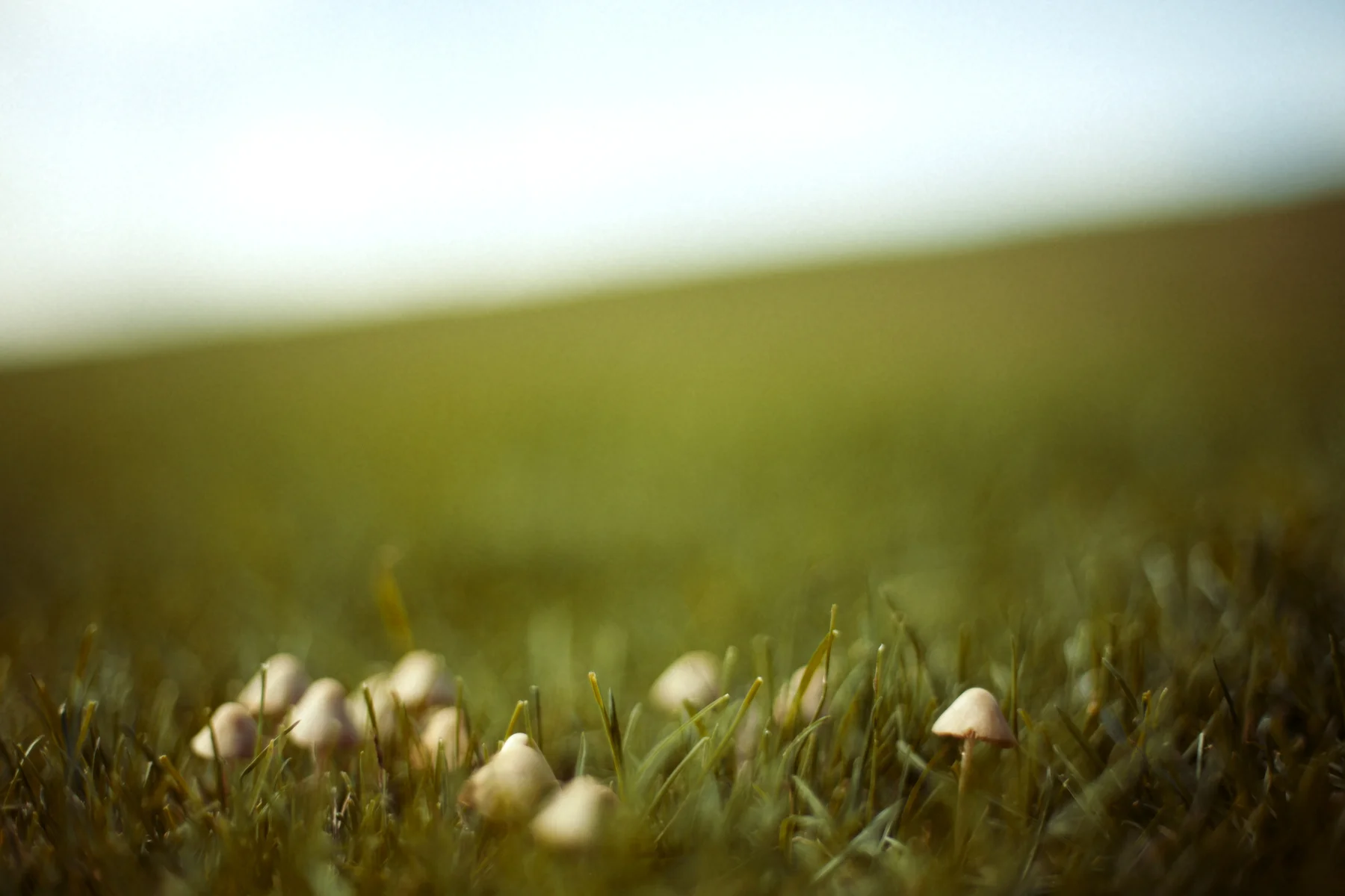 mushroom_2336 4x6300dpi.jpg