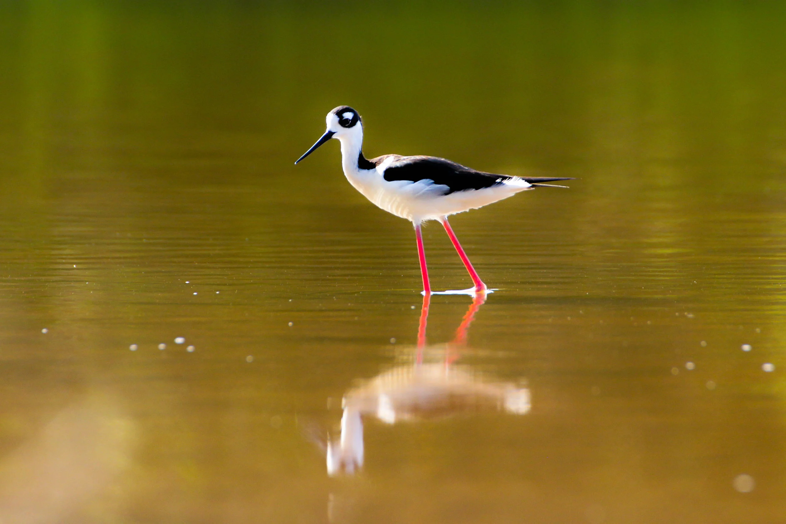 BIrd 2-3705.jpg