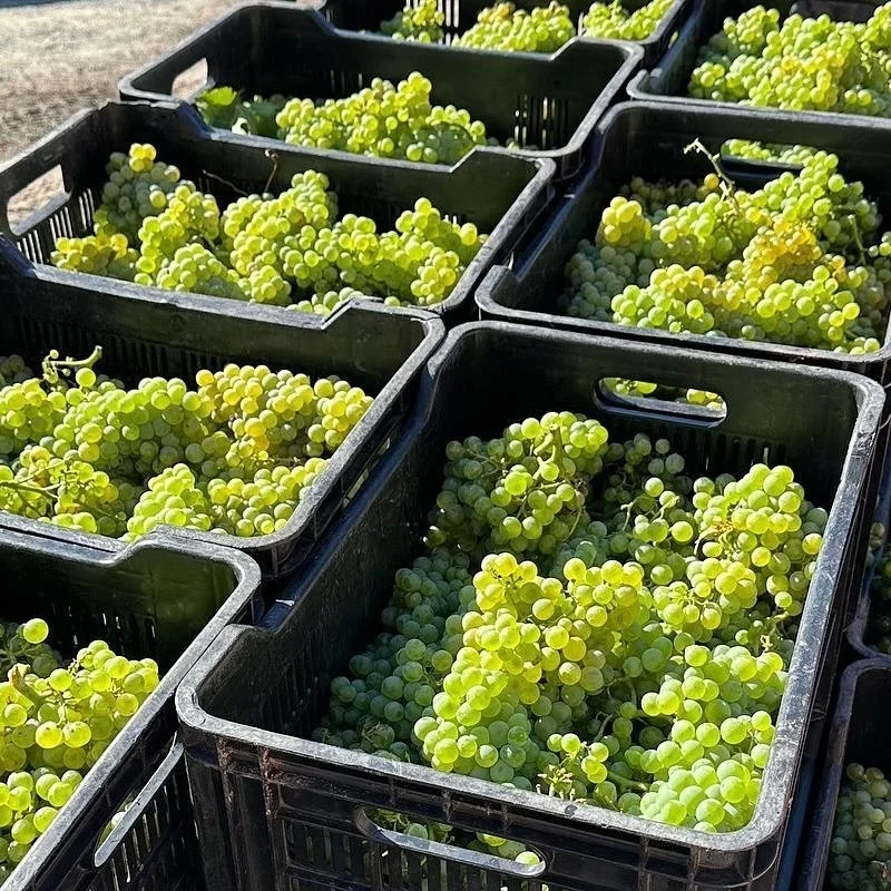 LISTING &Agrave; JOUR 🍷

Encore quelques caisses dispo !

Les toutes derni&egrave;res caisses de Th&eacute;s&eacute;e, KO et Tesni&egrave;re blanc de Pierro Bonhomme, les Why Not d&rsquo;Edgar Brutler (Roumanie) et les Chupitos de Jacques F&eacute;v