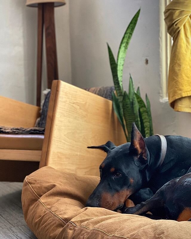 The big boy loves this bed and I love the way this lounge chair and the lamp I made look in that corner 💪 #Doberman #bedlife #woodworking #carpentry #cabinetry #customfurniture #custommillwork #localbiz #shopsmall #shoplocal #phx #az #dtphx #phoenix
