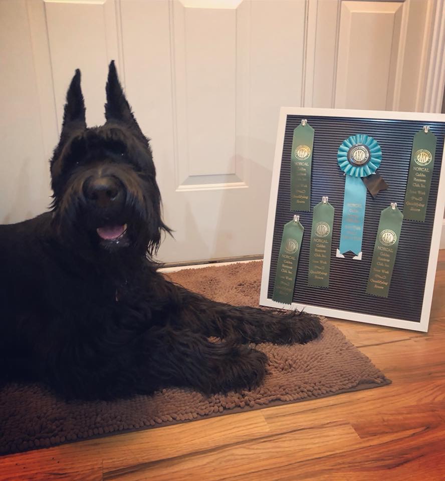 Scent Work Buried Novice (SBN) - Dawn and Buffington