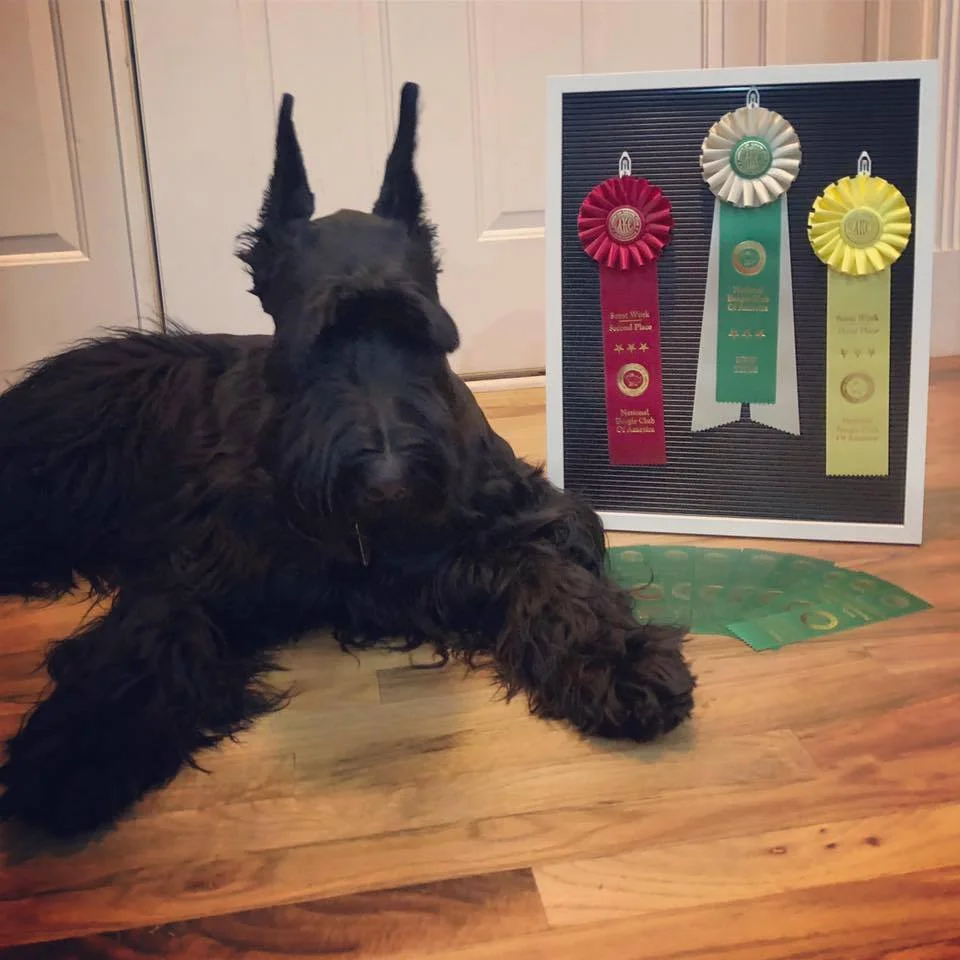 Dawn and Buffington - Novice Elite Interiors and More