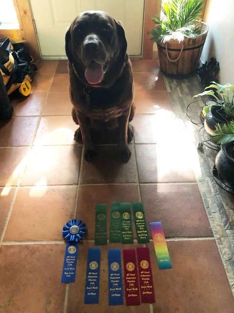 Terri & Timber - 2 New Titles, 1st Place Buried, 1st Place Interior, & More!