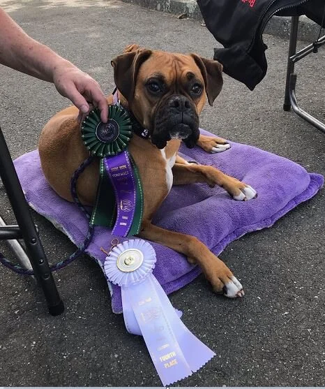 Laura and Greta - New Scent Work Container Novice (SCN) Title &amp; 4th Place.