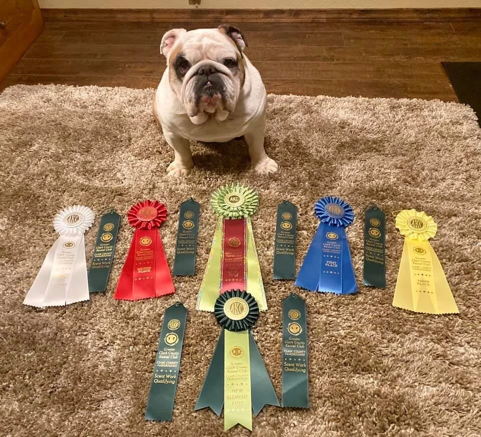 Krystal and Baxter - Buried Advanced Title (SBA), Scent Work Advanced (SWA) & More!