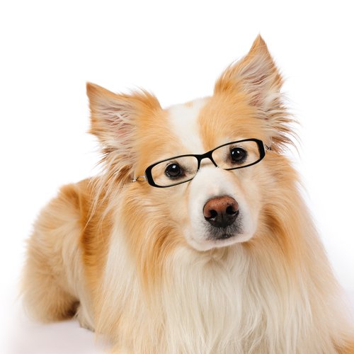 dog with glasses.jpg