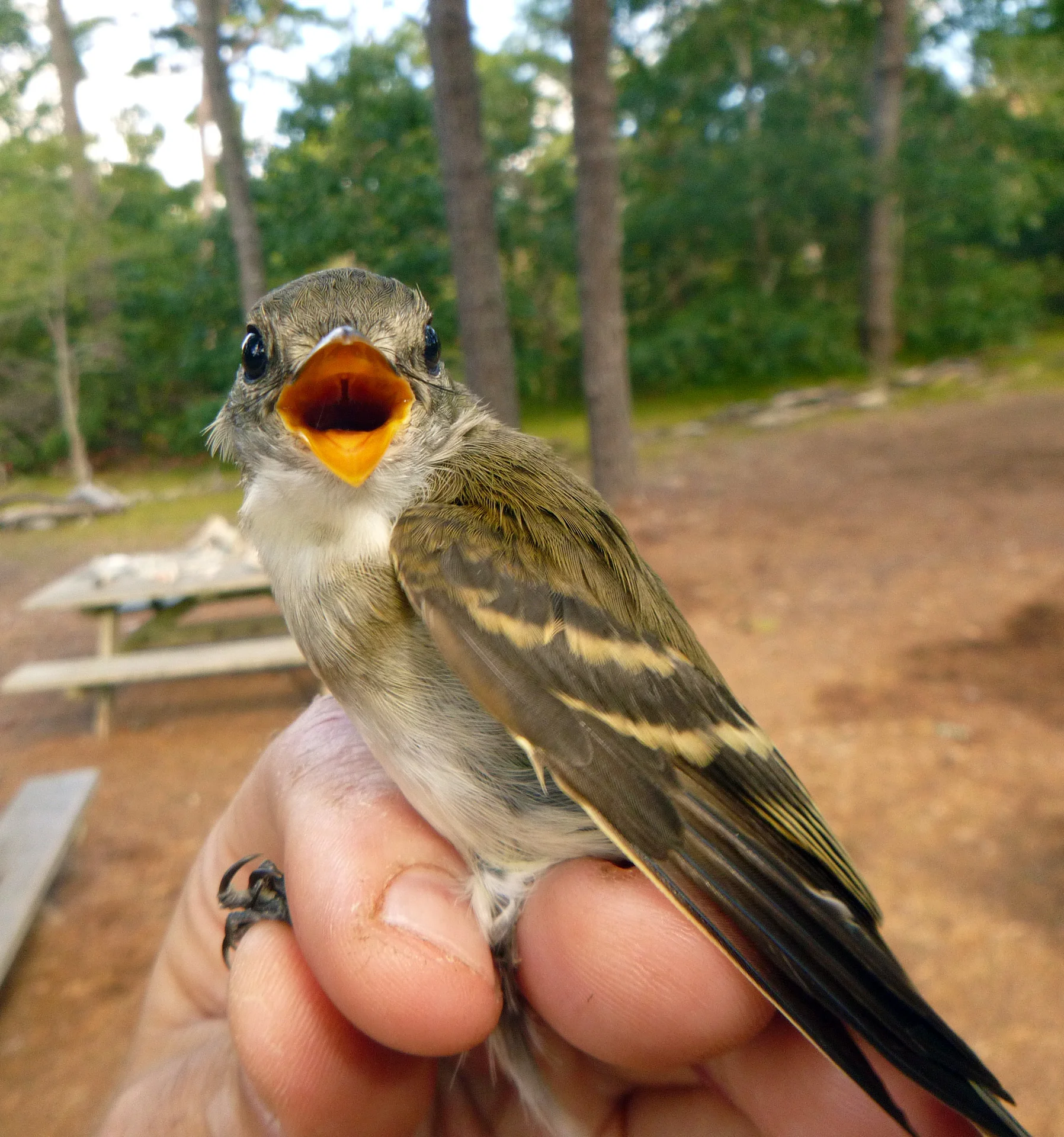 Acadian Flycatcher
