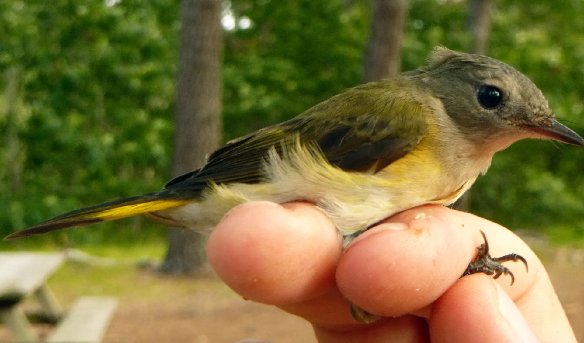 American Redstart